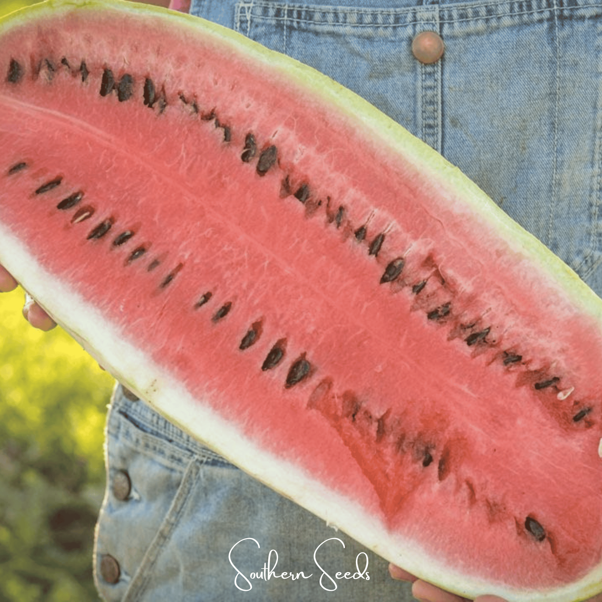Congo Watermelon – 25 Seeds | Seeds | Wiccan Center