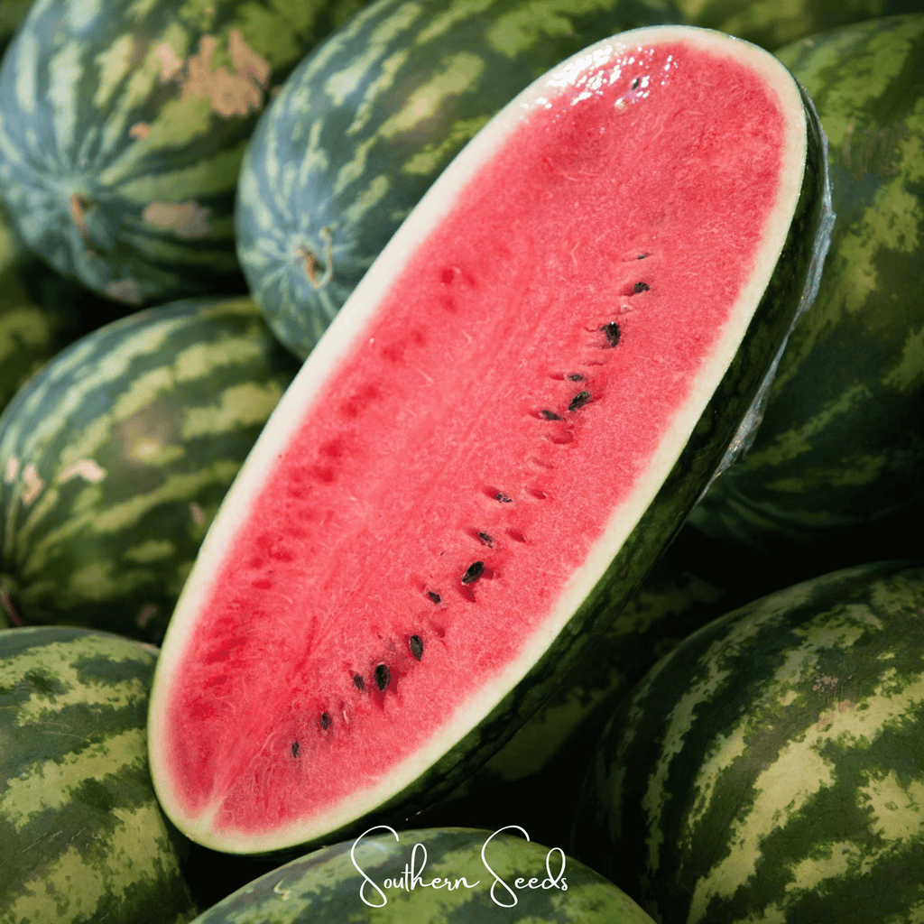 Congo Watermelon – 25 Seeds | Seeds | Wiccan Center