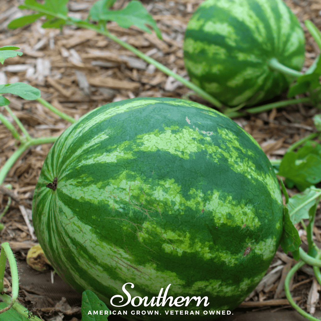 Crimson Sweet Watermelon – 25 Seeds | | Wiccan Center