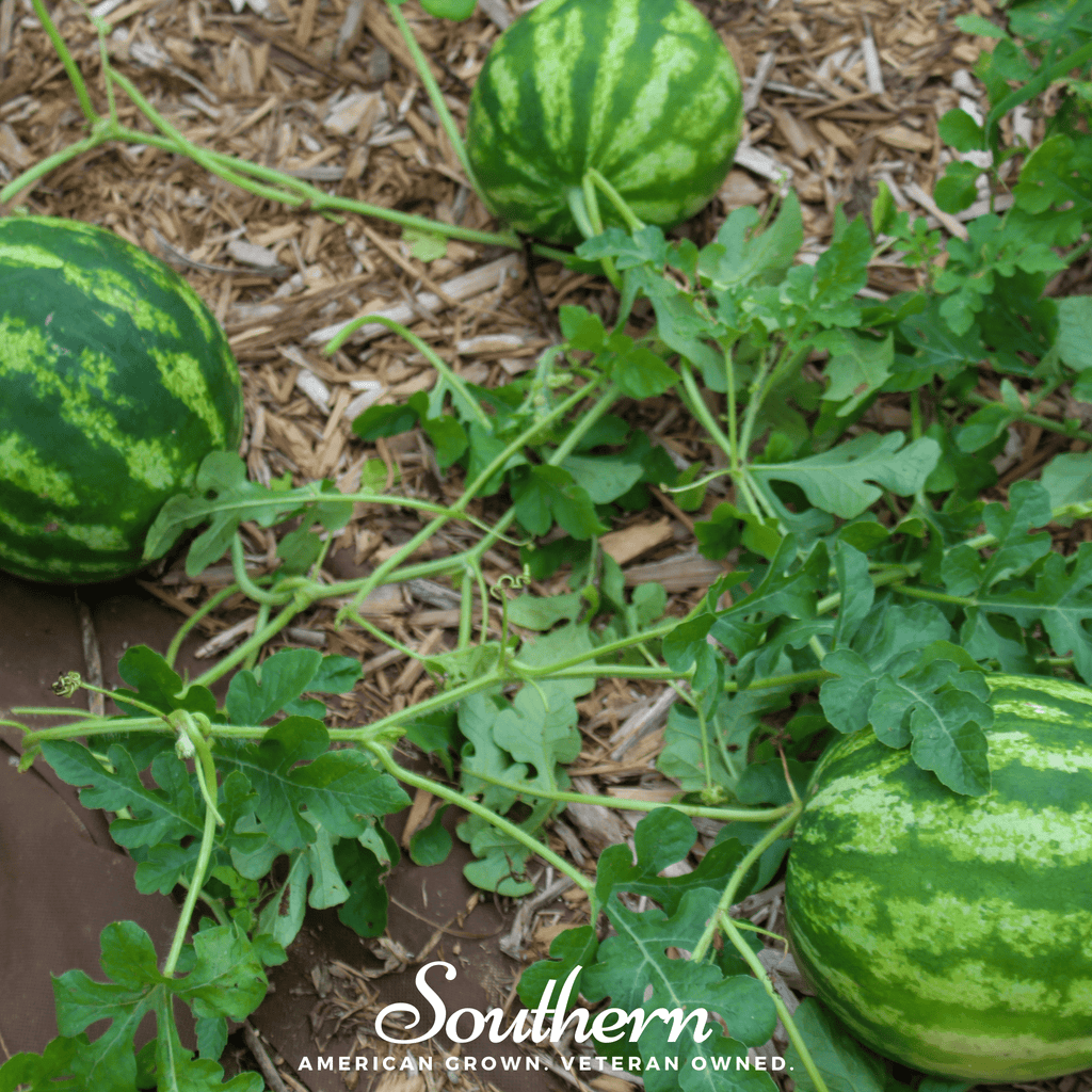 Crimson Sweet Watermelon – 25 Seeds | | Wiccan Center