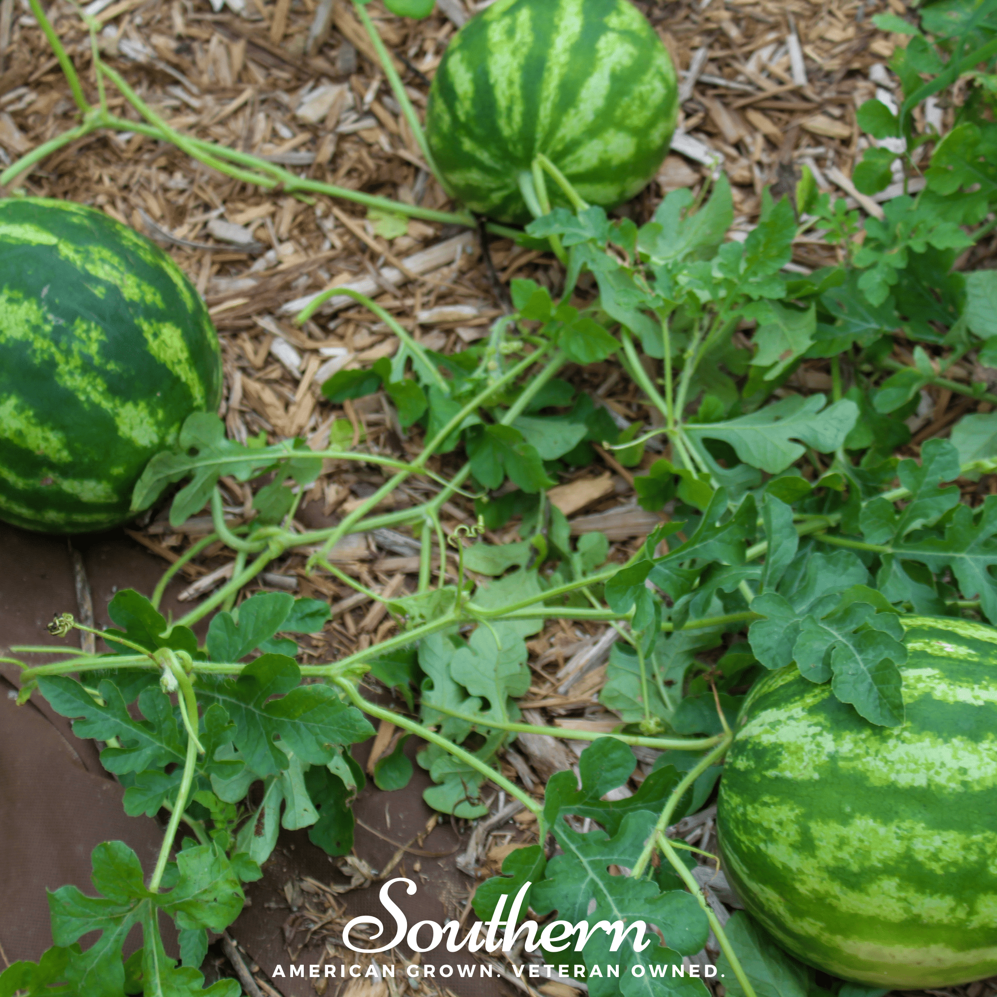 Crimson Sweet Watermelon – 25 Seeds | | Wiccan Center
