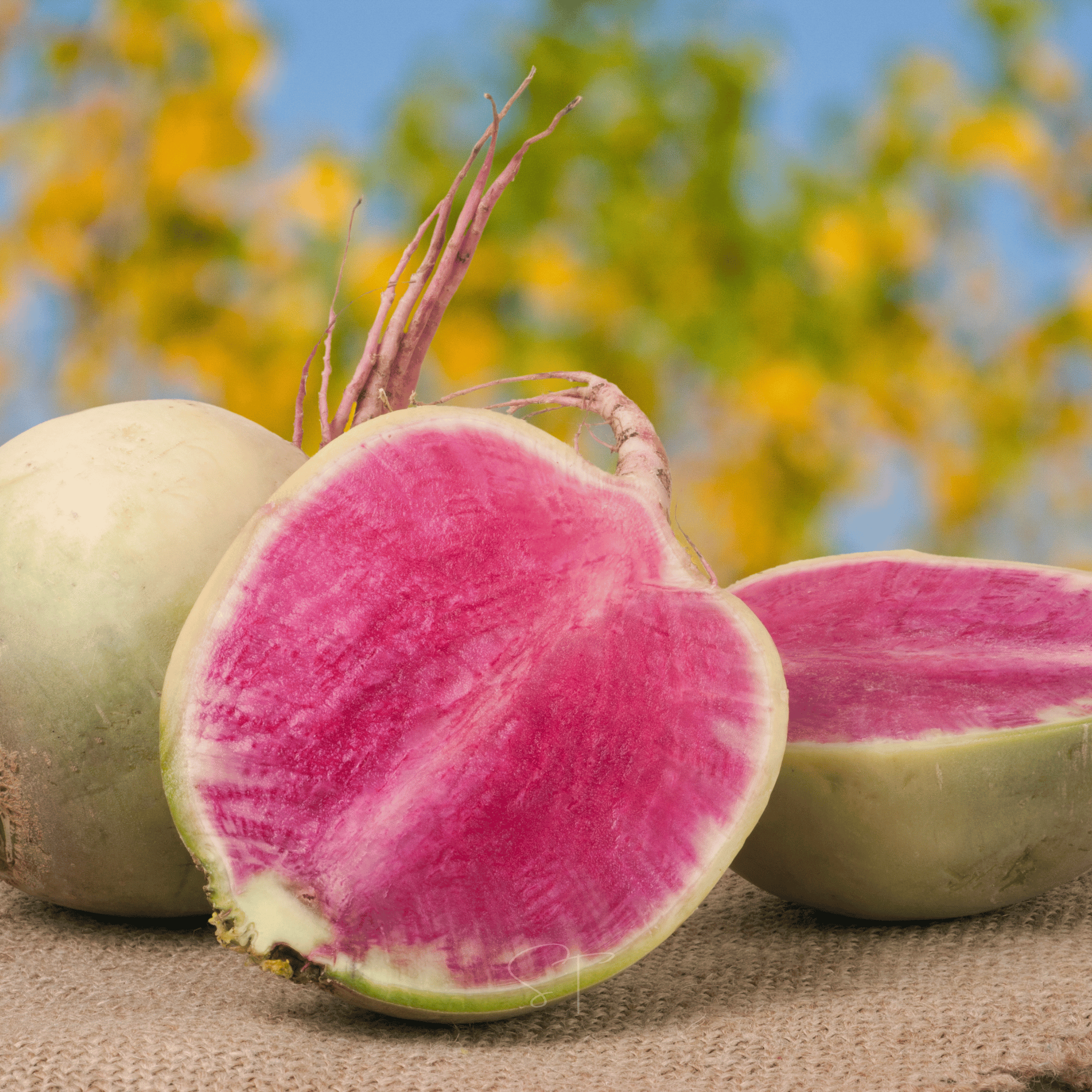 Watermelon Radish – 50 Seeds | Seeds | Wiccan Center