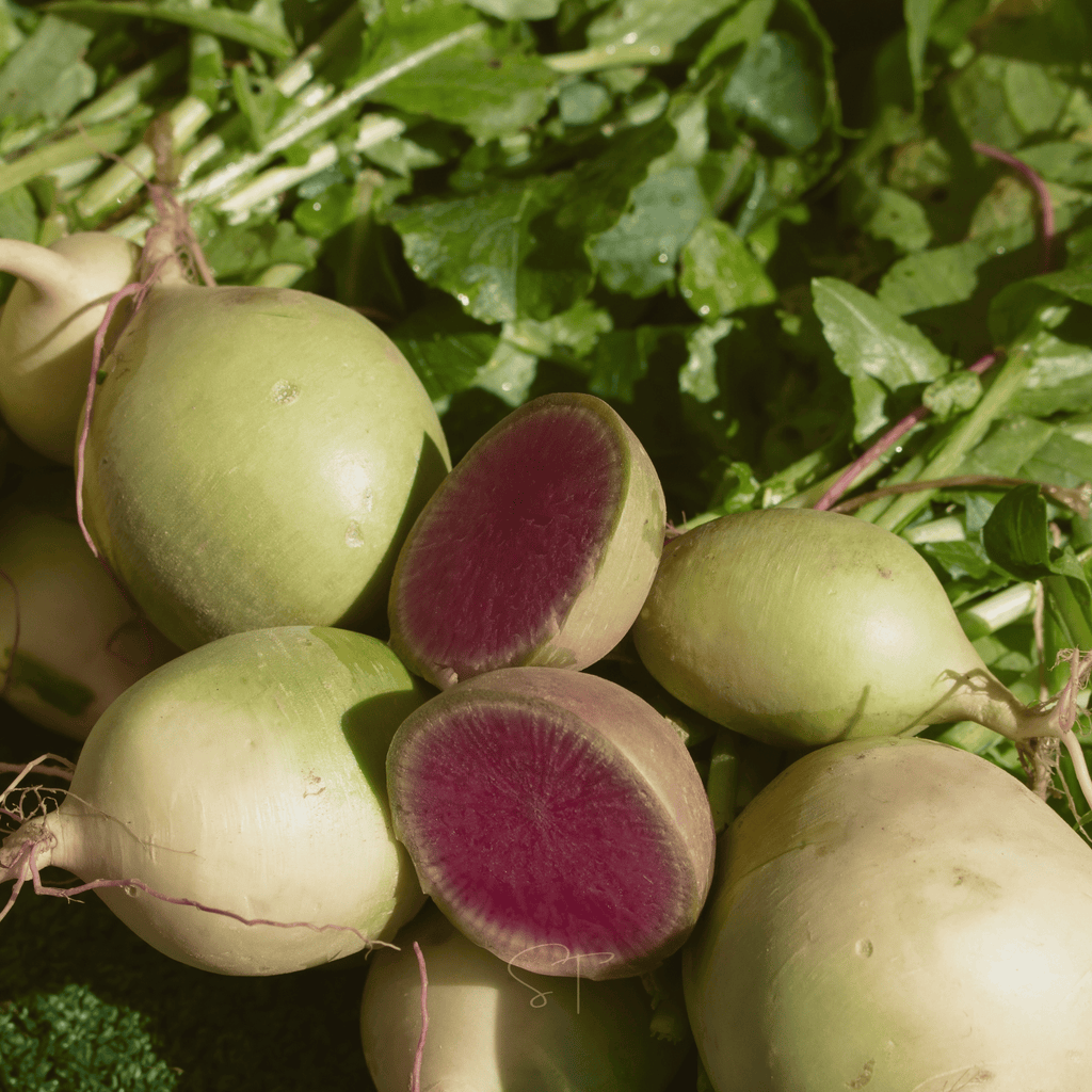 Watermelon Radish – 50 Seeds | Seeds | Wiccan Center