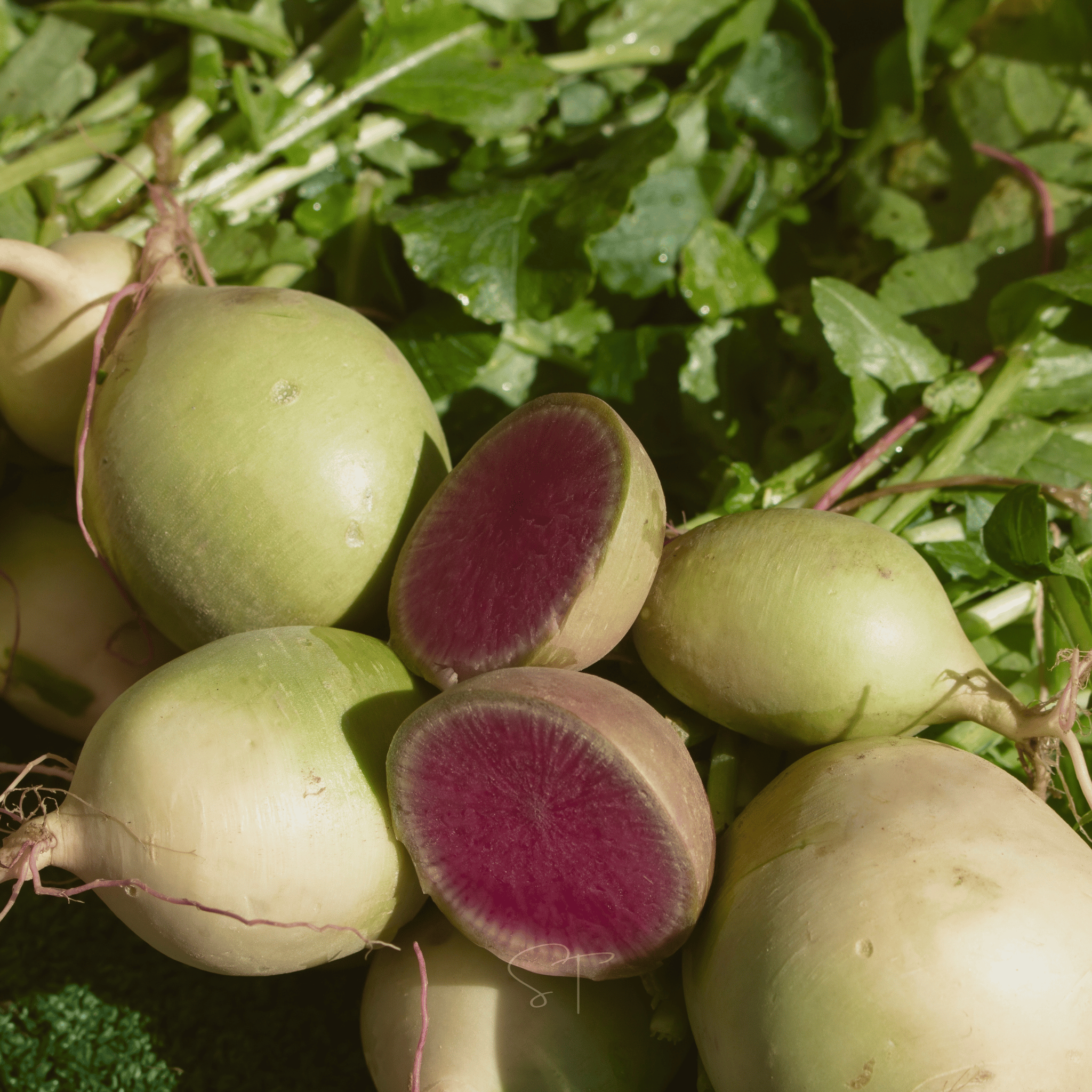 Watermelon Radish – 50 Seeds | Seeds | Wiccan Center