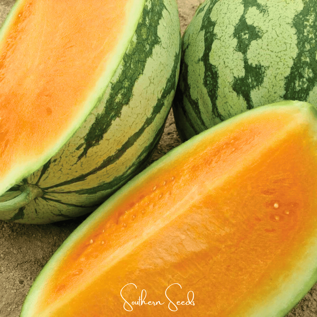 Tendersweet Orange Watermelon – 25 Seeds | Seeds | Wiccan Center