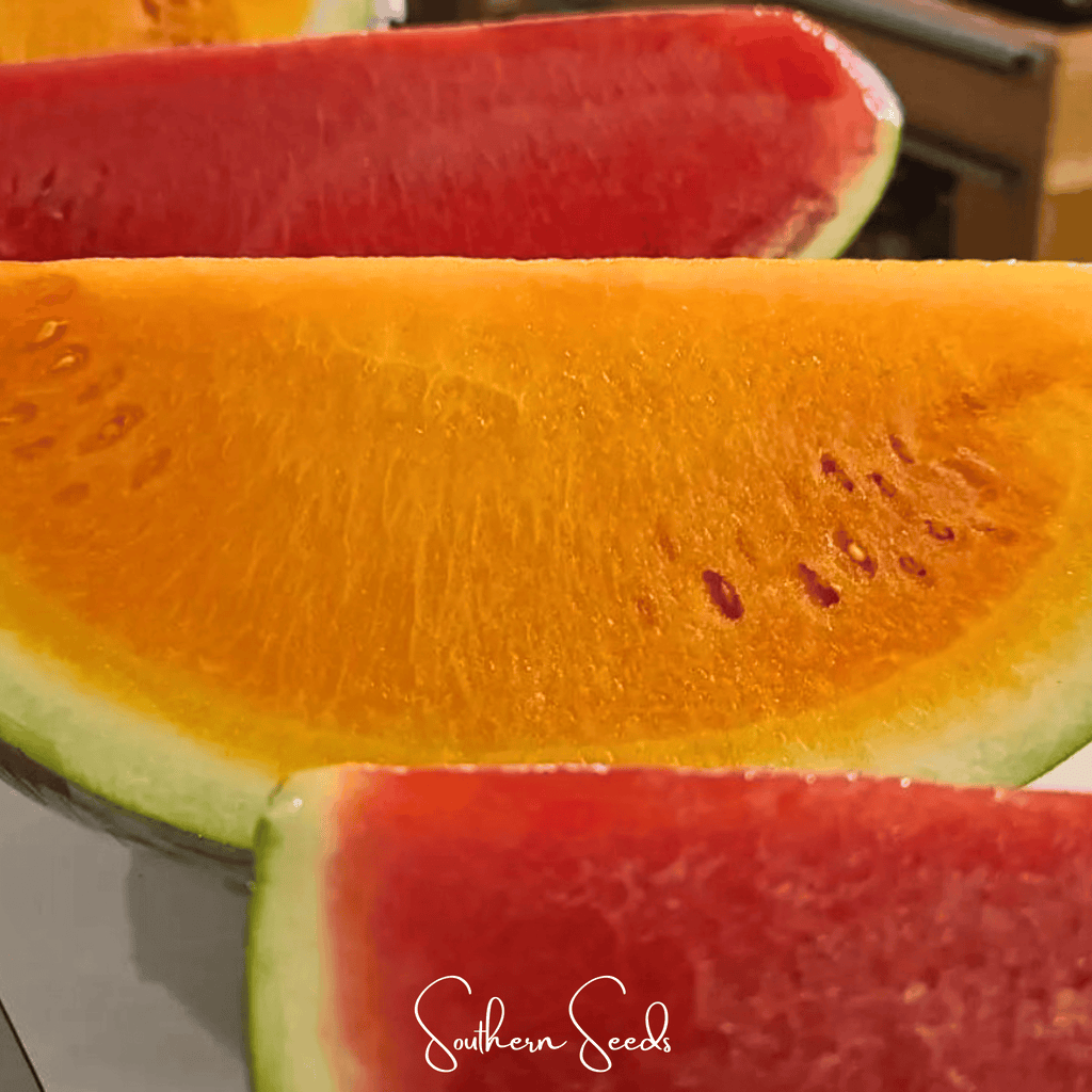 Tendersweet Orange Watermelon – 25 Seeds | Seeds | Wiccan Center