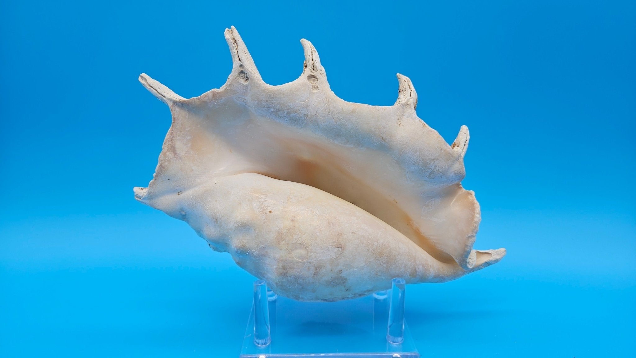 White Lambis Truncata Shell (Lambis truncata) – 10"