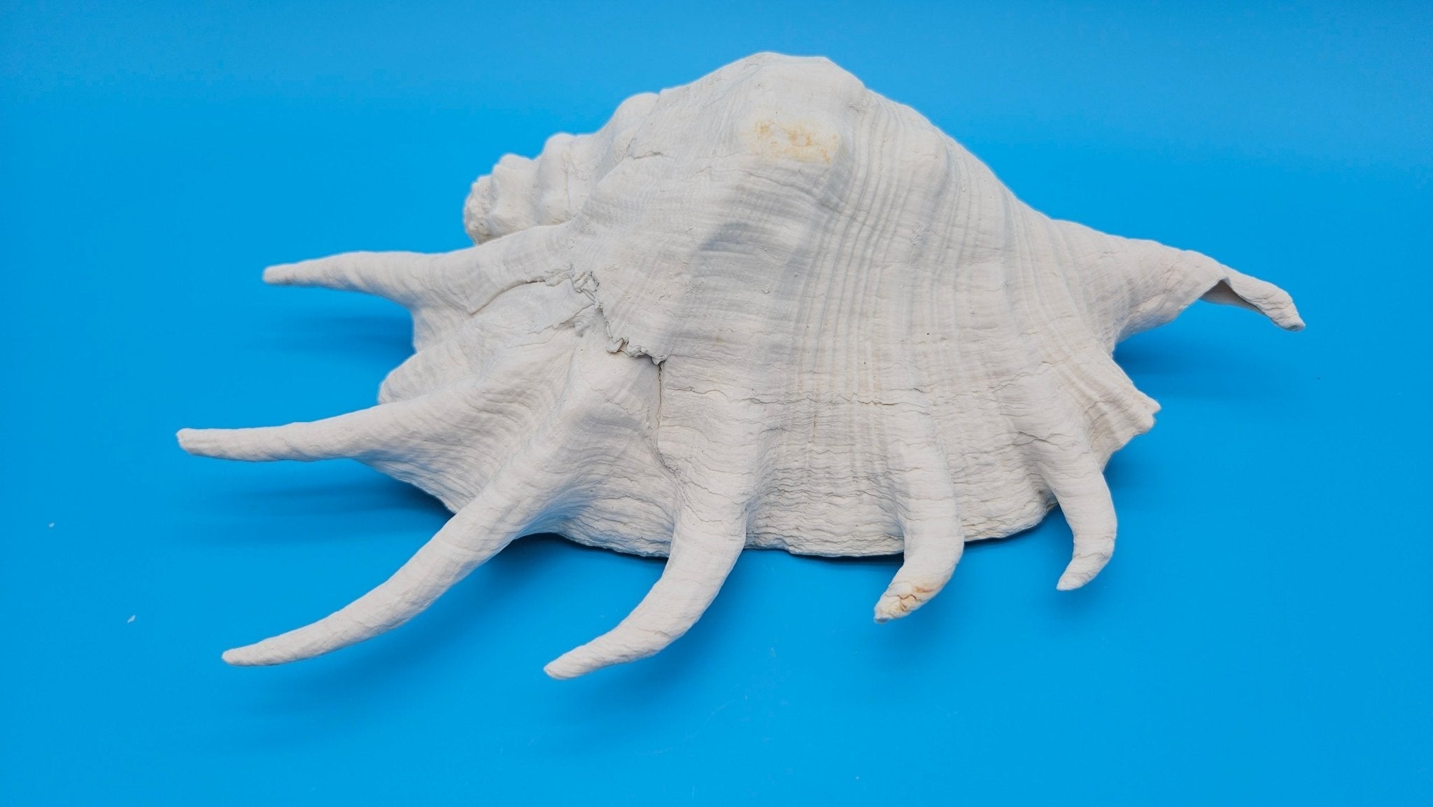 White Lambis Truncata Shell (Lambis truncata) – 11"