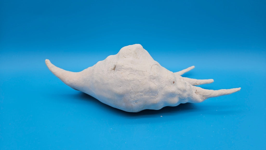 White Lambis Truncata Shell (Lambis truncata) – 11.75"