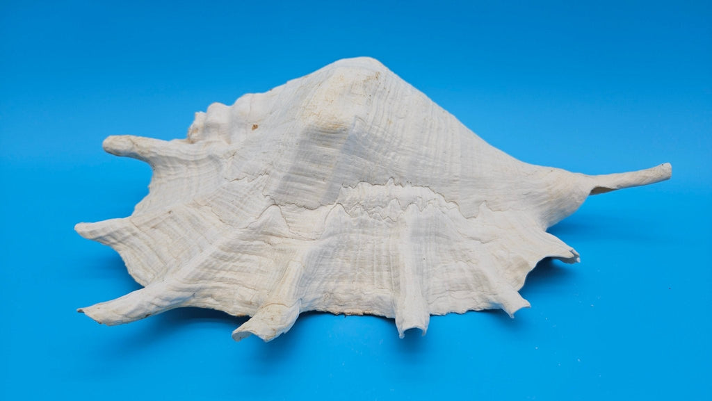 White Lambis Truncata Shell (Lambis truncata) – 12"