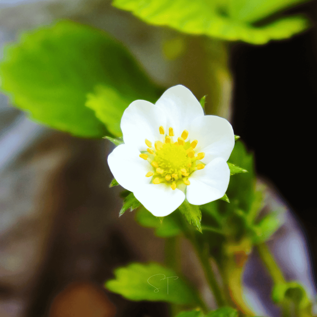 White Soul Strawberry – 100 Seeds | Seeds | Wiccan Center