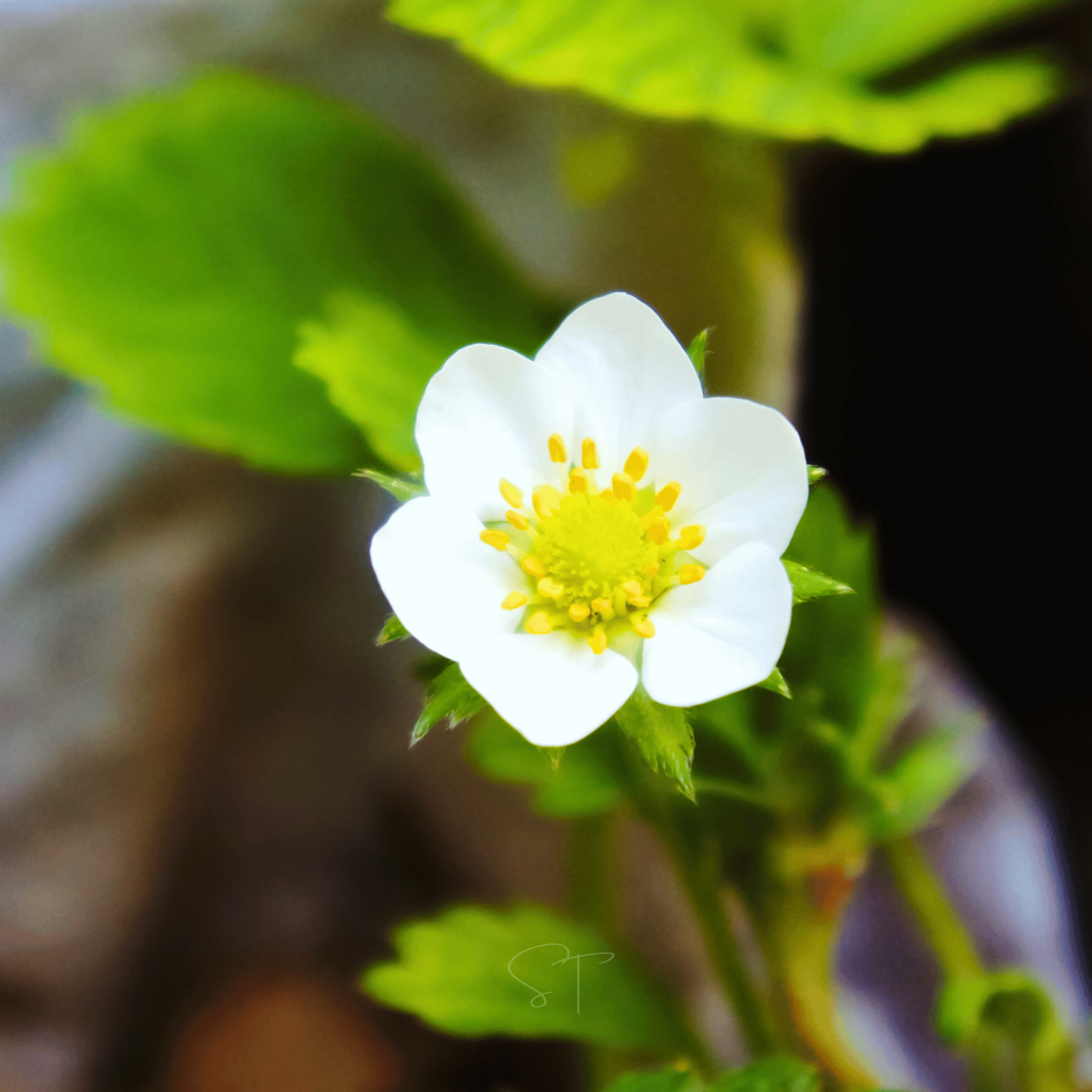 White Soul Strawberry – 100 Seeds | Seeds | Wiccan Center