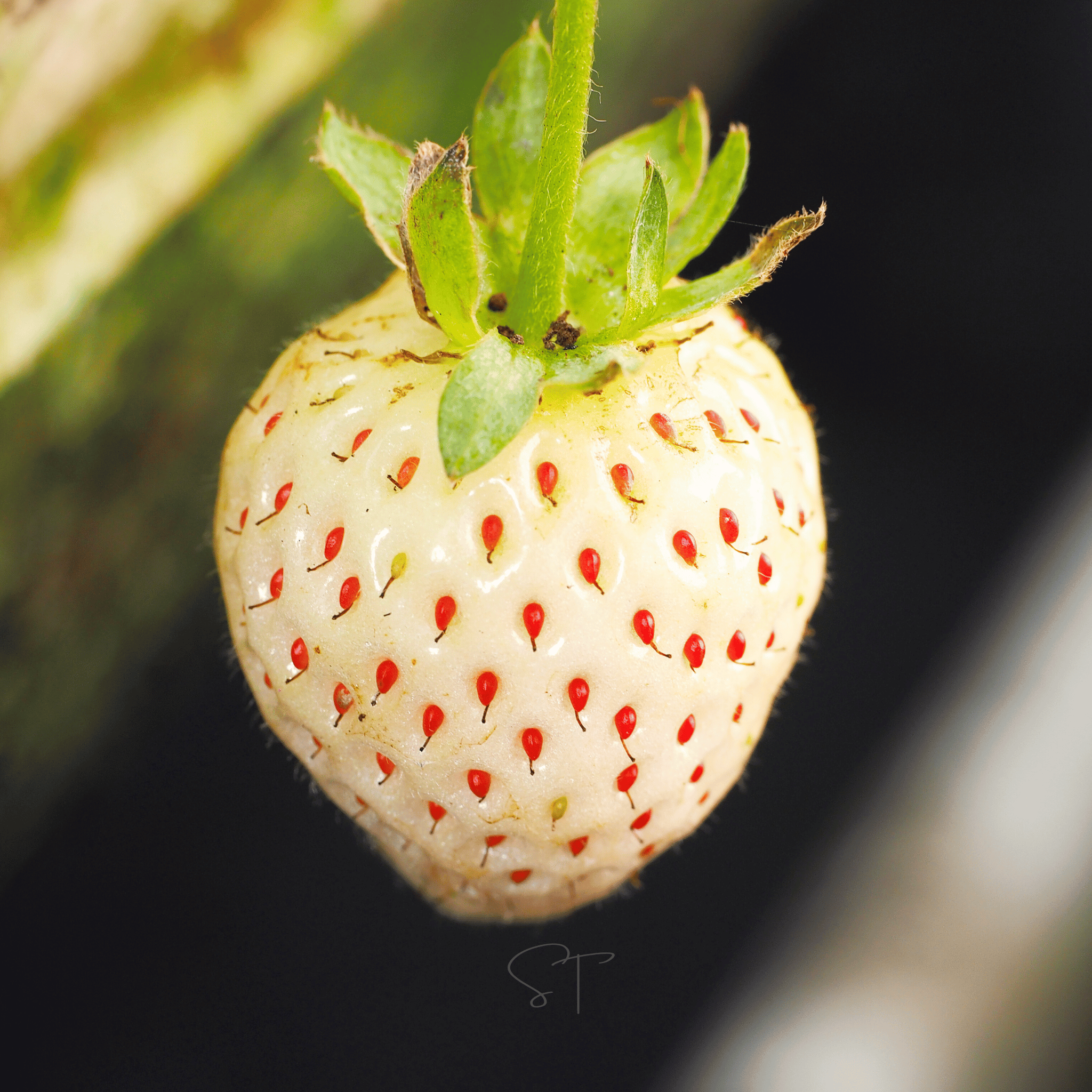 White Soul Strawberry – 100 Seeds | Seeds | Wiccan Center