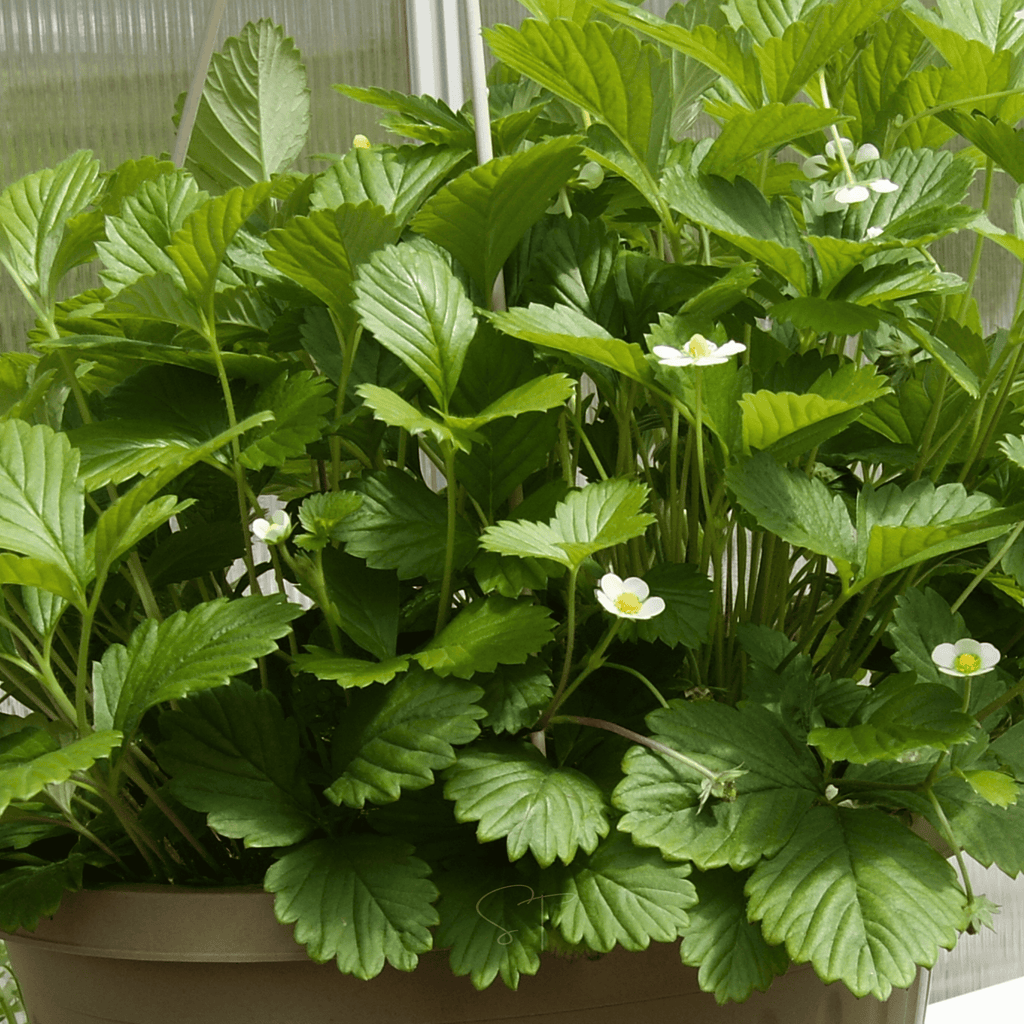 White Soul Strawberry – 100 Seeds | Seeds | Wiccan Center