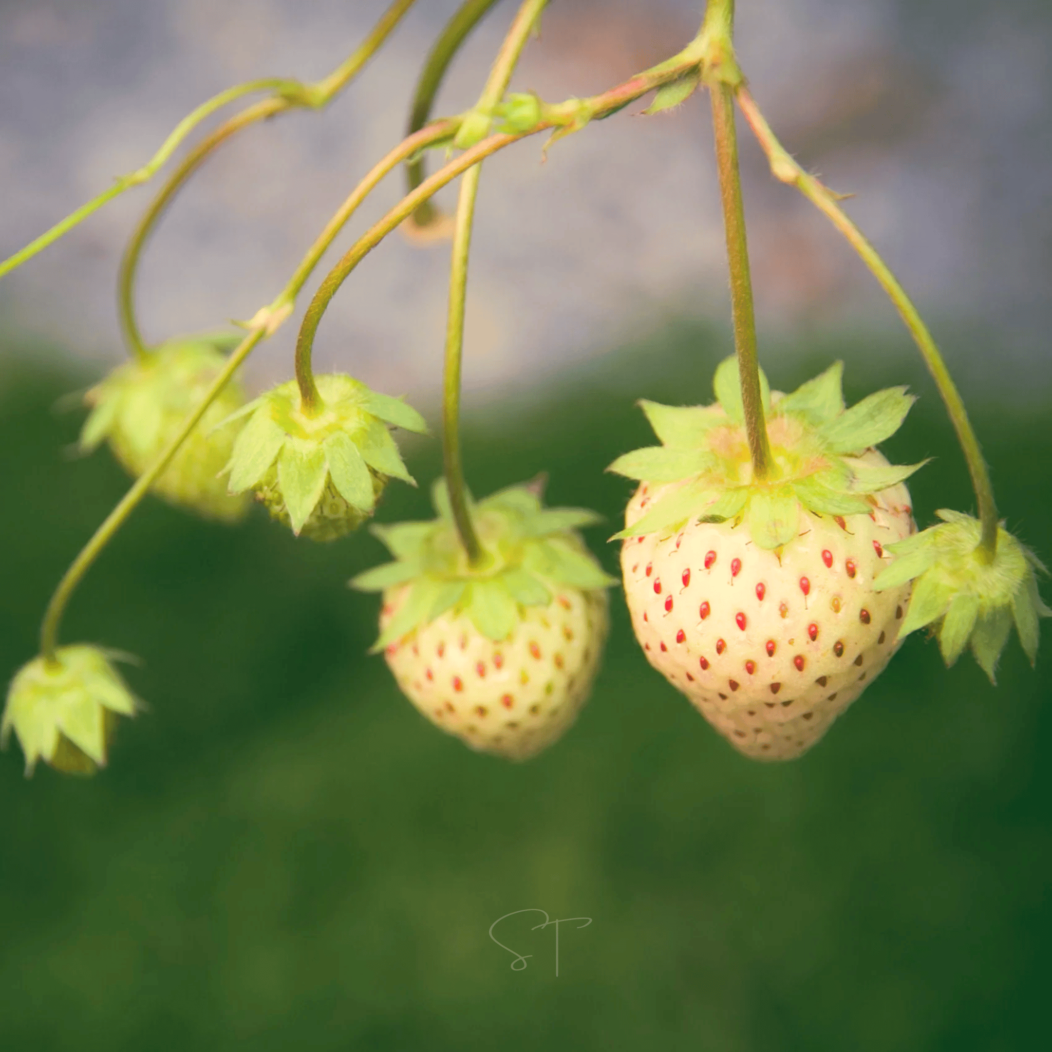 White Soul Strawberry – 100 Seeds | Seeds | Wiccan Center