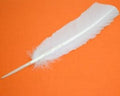 White Feather (10-12") | Feathers | Wiccan Center