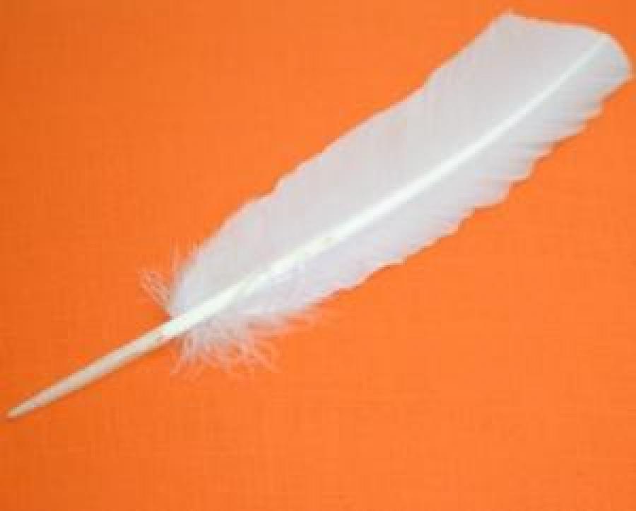 White Feather (10-12") | Feathers | Wiccan Center