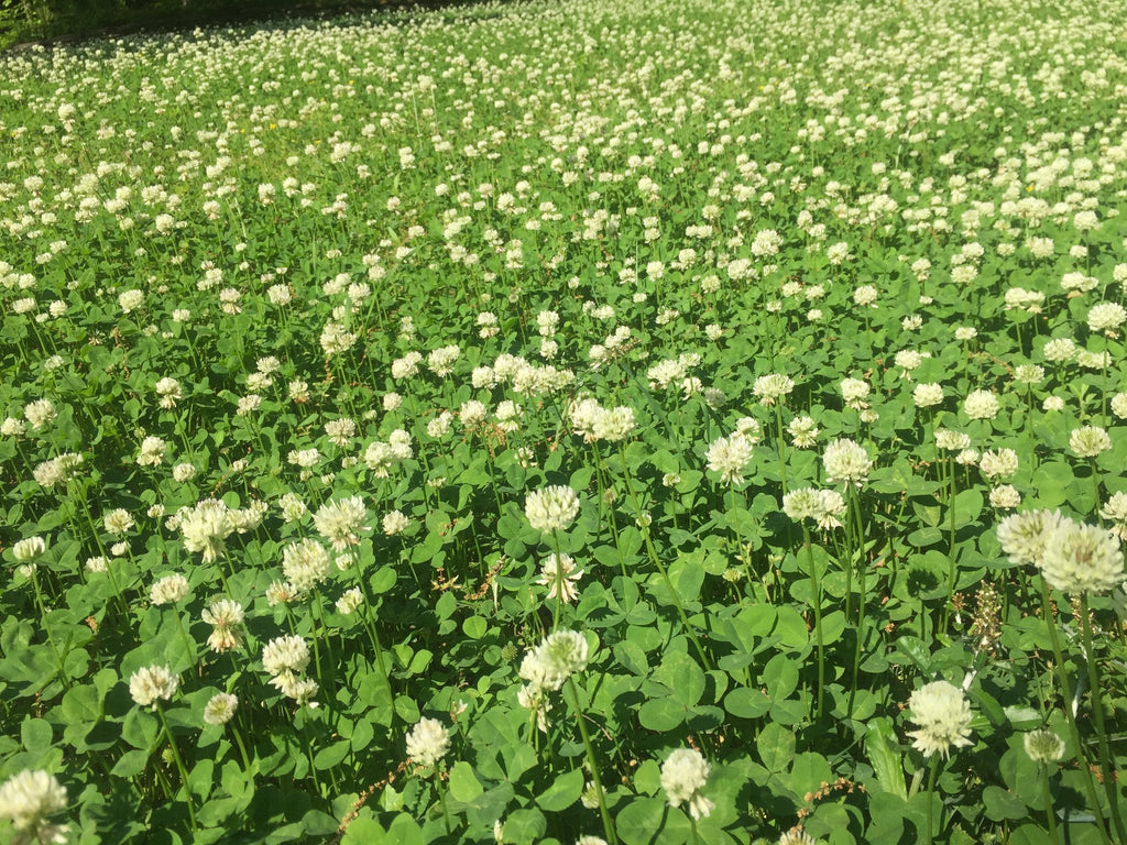 White Dutch Clover Alternative Lawn Seed | | Wiccan Center