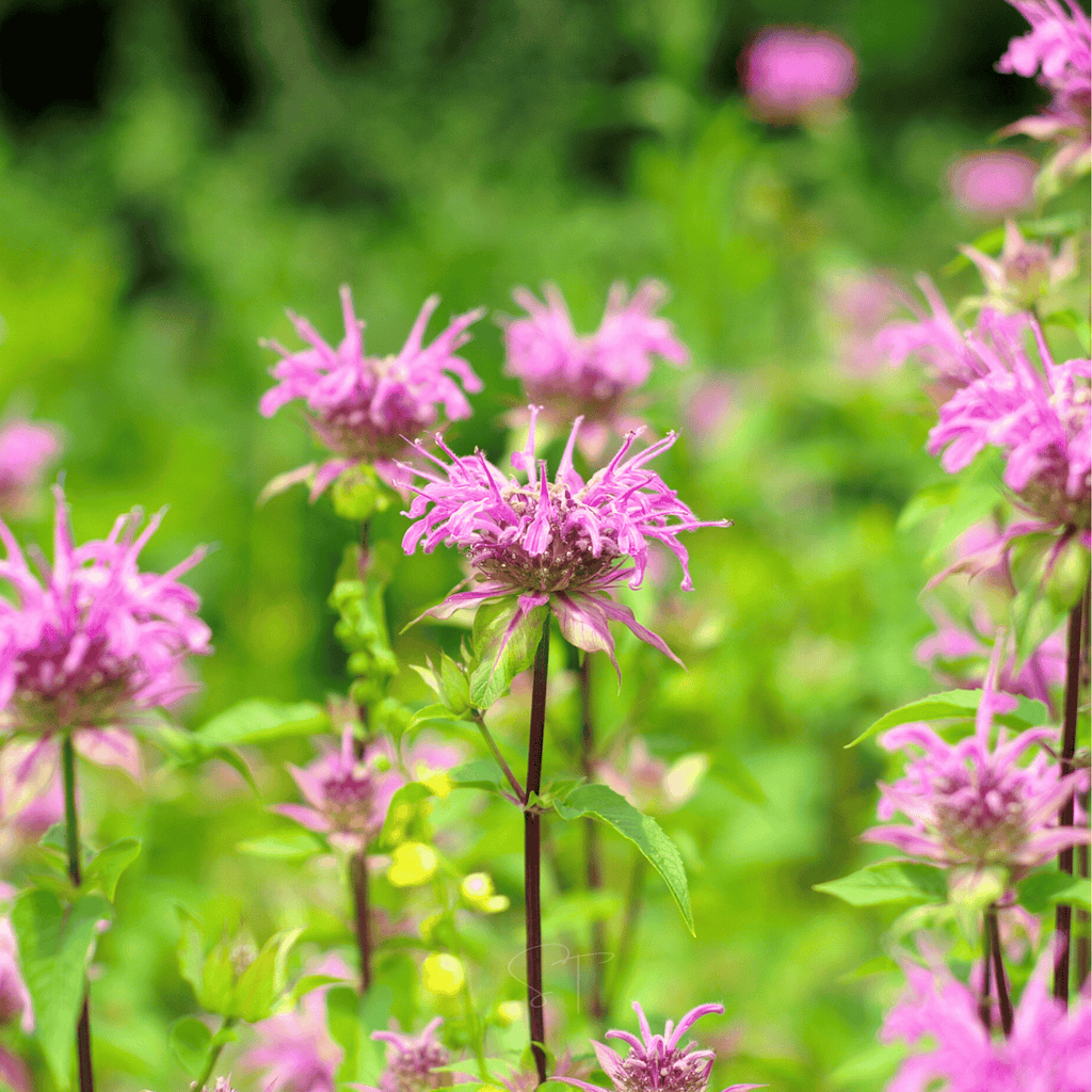 Wild Bergamot Bee Balm (Mintleaf) – 100 Seeds | Seeds | Wiccan Center
