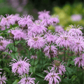 Wild Bergamot Bee Balm (Mintleaf) – 100 Seeds | Seeds | Wiccan Center