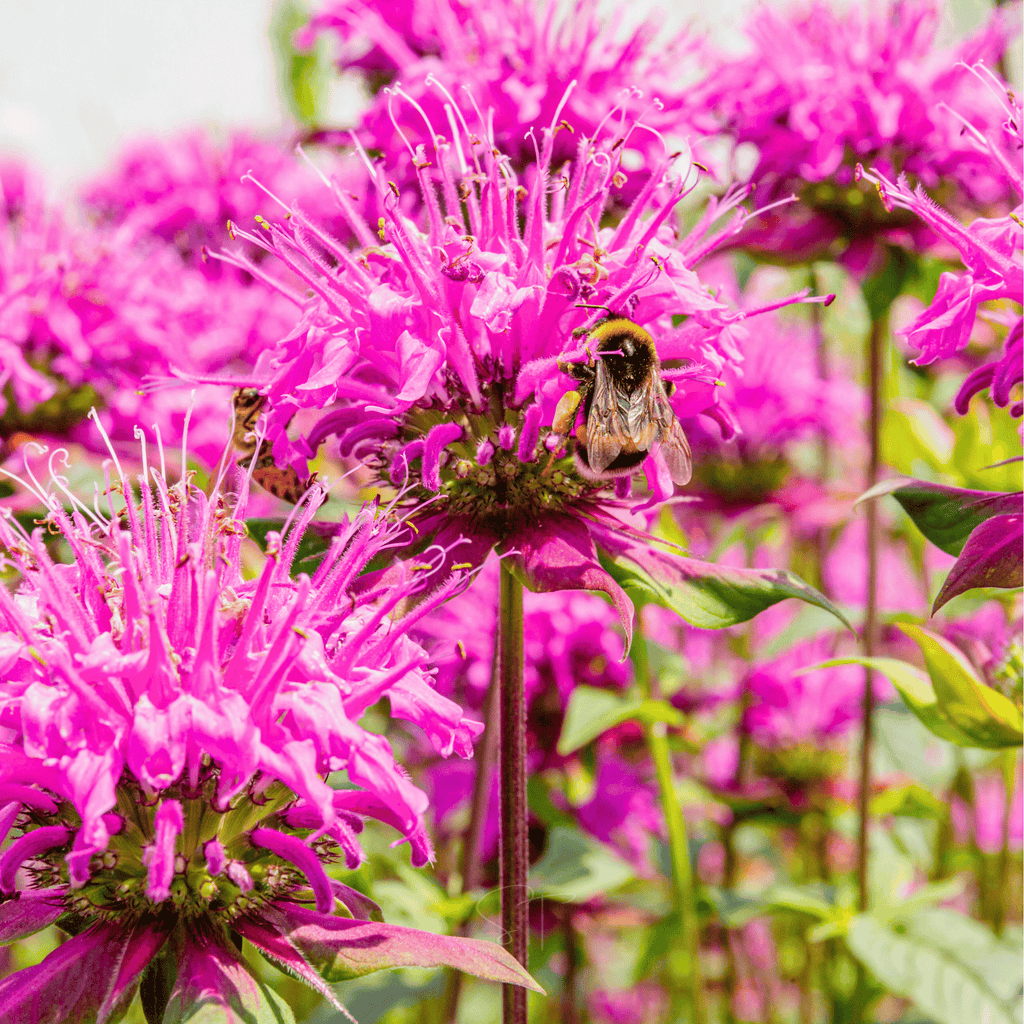 Wild Bergamot Bee Balm (Mintleaf) – 100 Seeds | Seeds | Wiccan Center