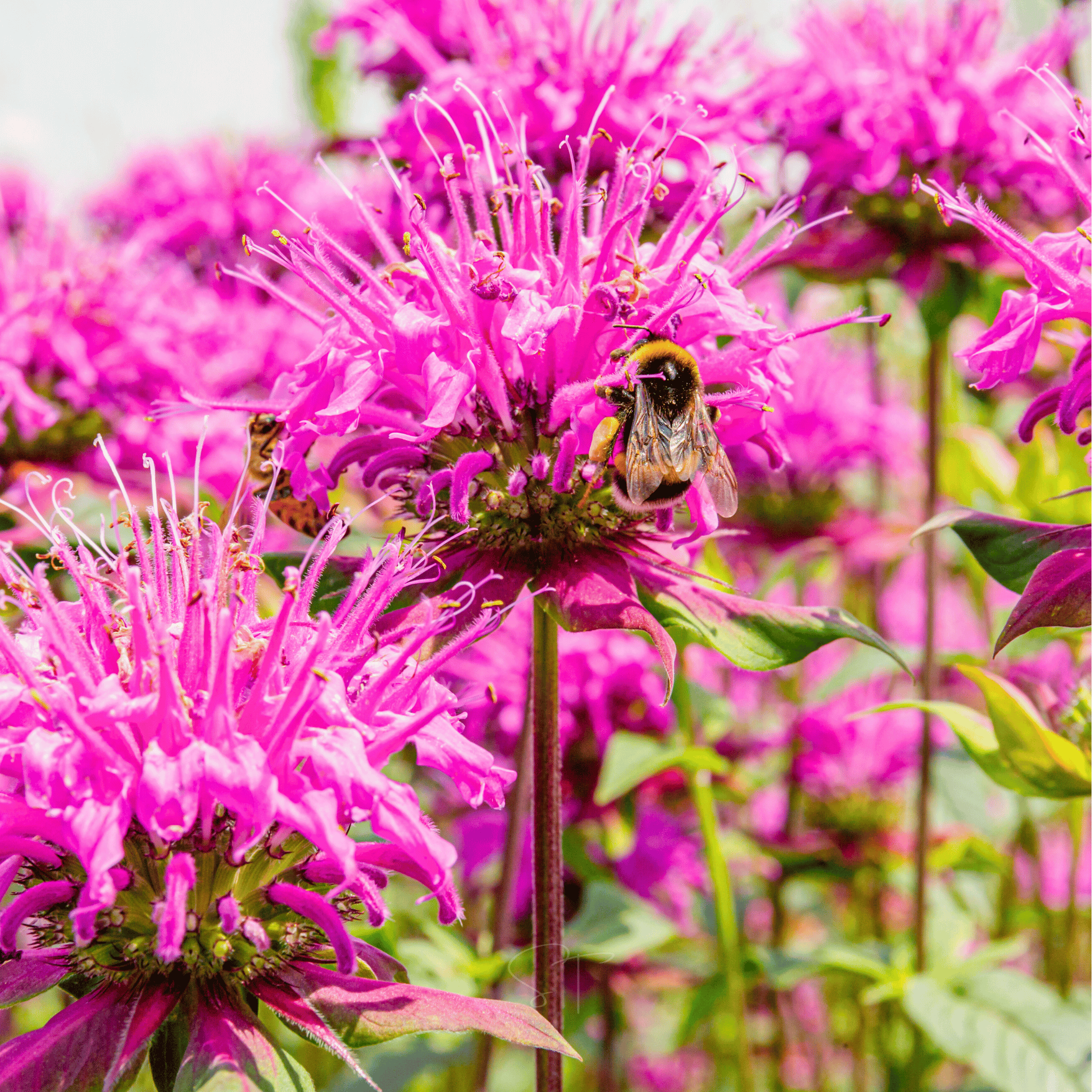 Wild Bergamot Bee Balm (Mintleaf) – 100 Seeds | Seeds | Wiccan Center