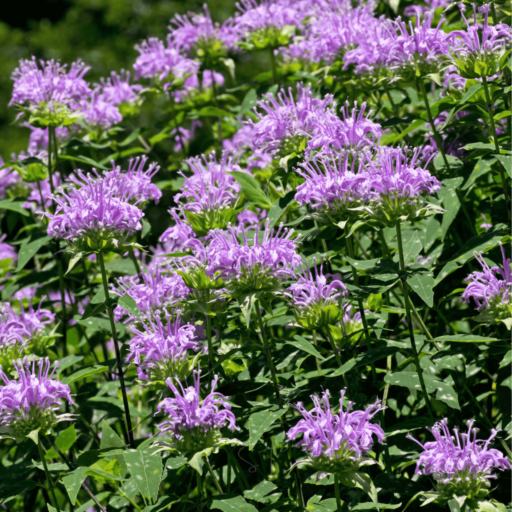 Wild Bergamot Bee Balm (Mintleaf) – 100 Seeds | Seeds | Wiccan Center