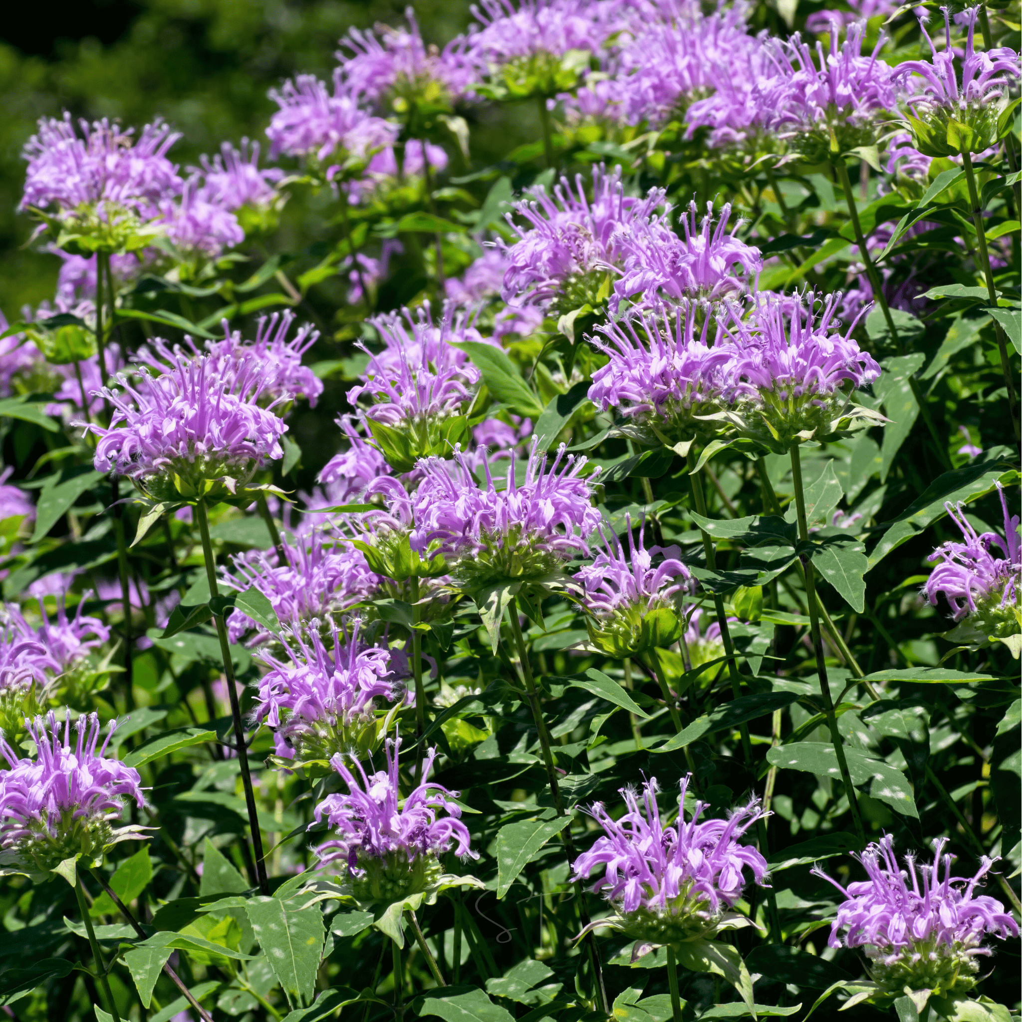 Wild Bergamot Bee Balm (Mintleaf) – 100 Seeds | Seeds | Wiccan Center