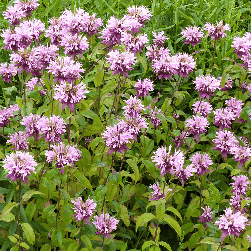 Wild Bergamot Bee Balm (Mintleaf) – 100 Seeds | Seeds | Wiccan Center