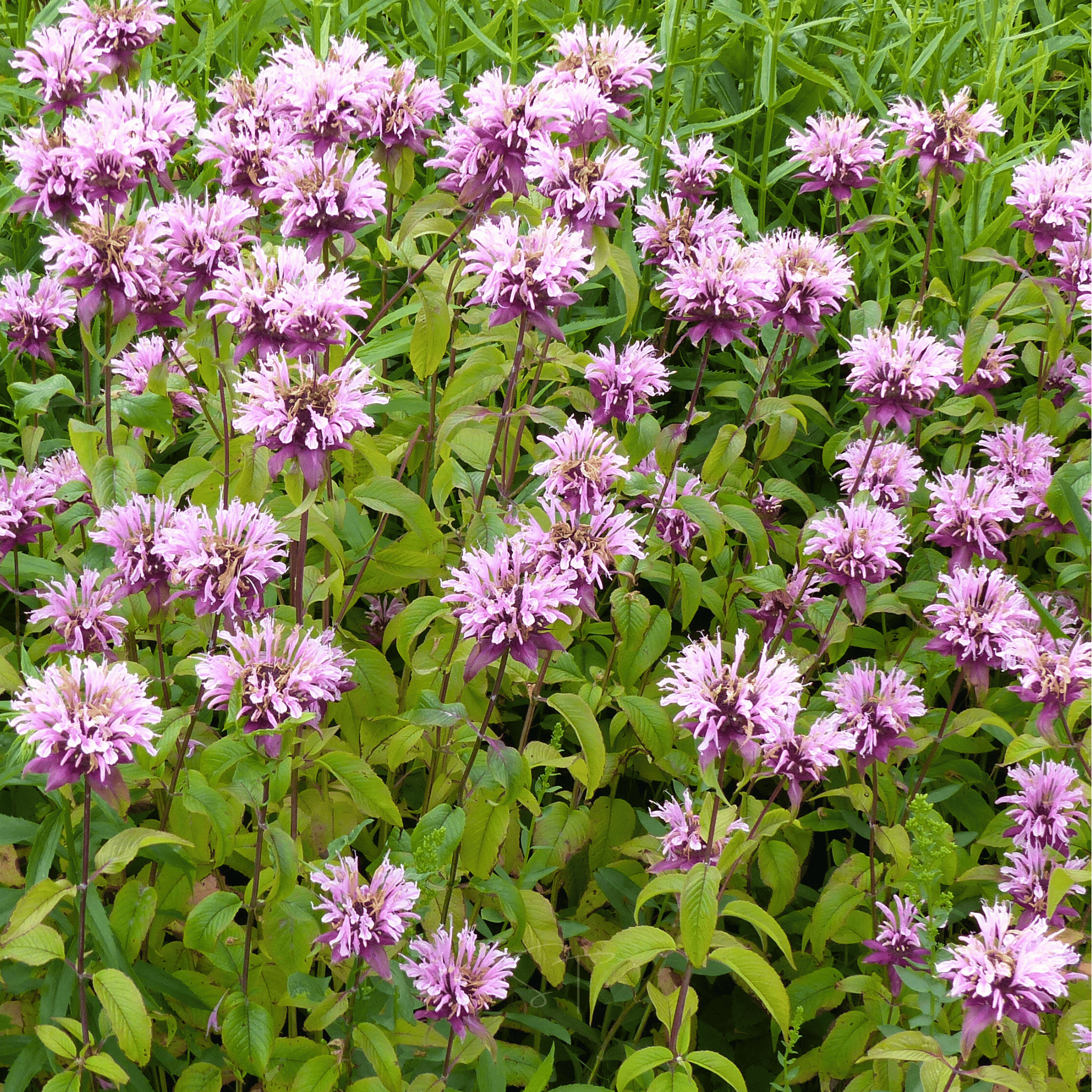 Wild Bergamot Bee Balm (Mintleaf) – 100 Seeds | Seeds | Wiccan Center
