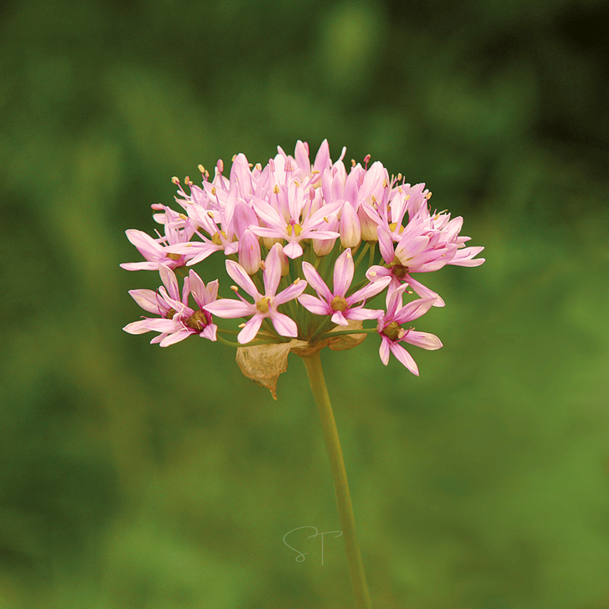 Wild Garlic – 25 Seeds | Seeds | Wiccan Center