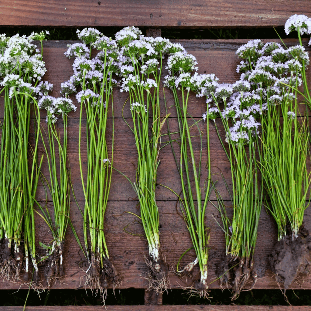 Wild Garlic – 25 Seeds | Seeds | Wiccan Center
