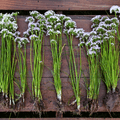 Wild Garlic – 25 Seeds | Seeds | Wiccan Center