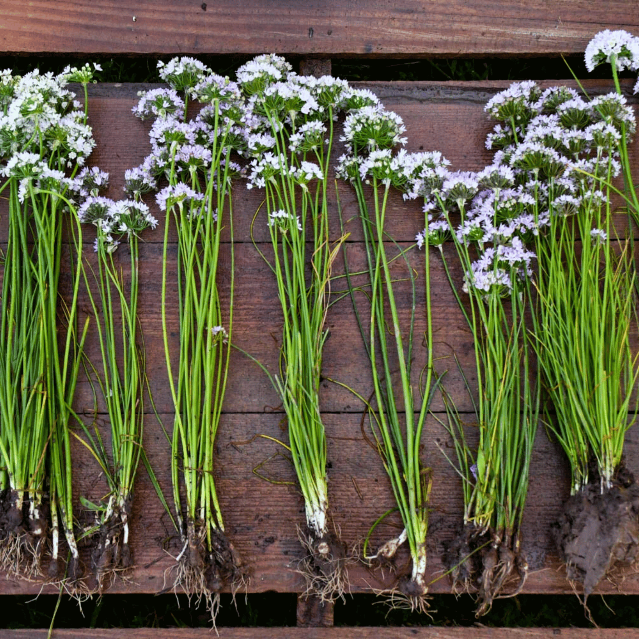 Wild Garlic – 25 Seeds | Seeds | Wiccan Center