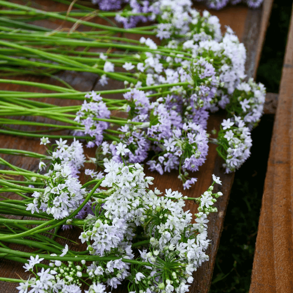 Wild Garlic – 25 Seeds | Seeds | Wiccan Center