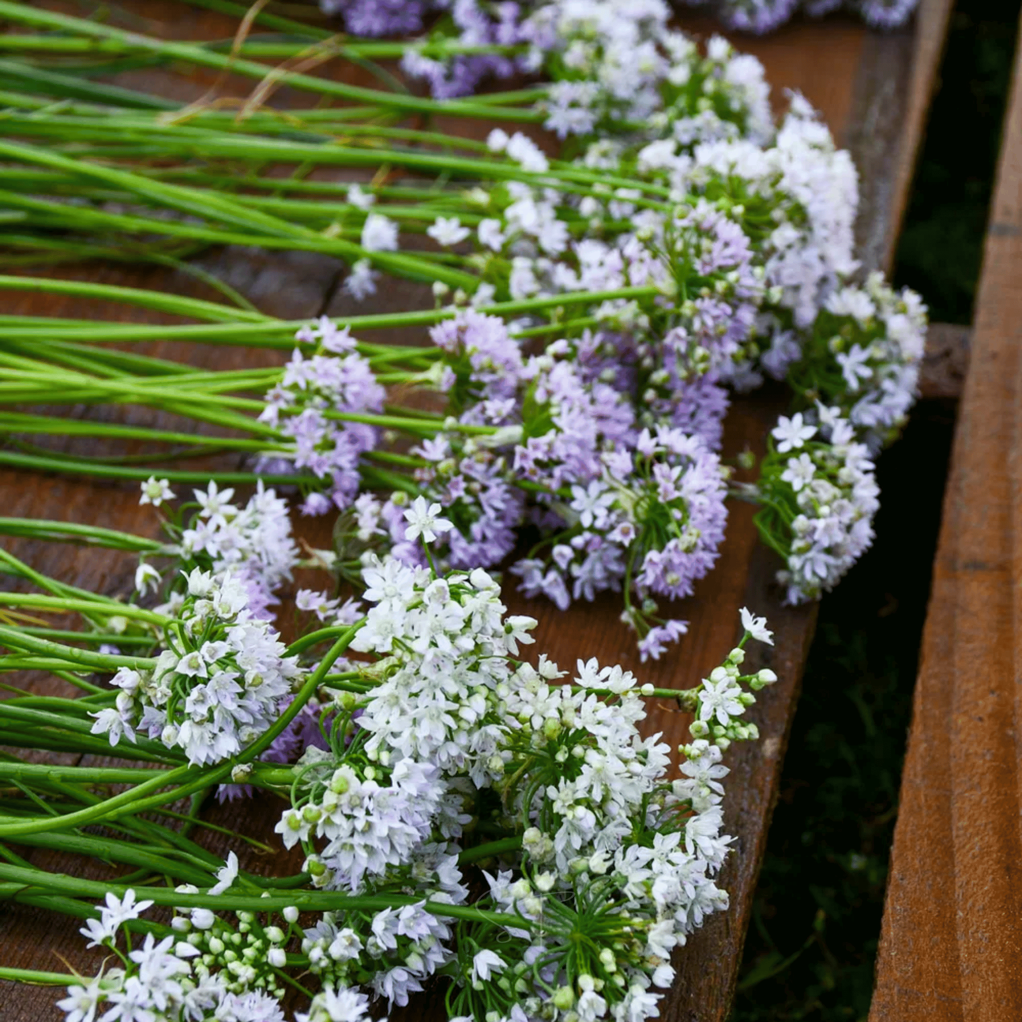 Wild Garlic – 25 Seeds | Seeds | Wiccan Center
