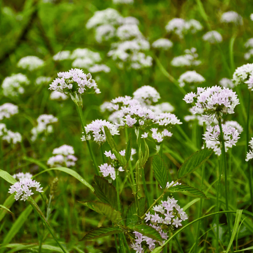 Wild Garlic – 25 Seeds | Seeds | Wiccan Center