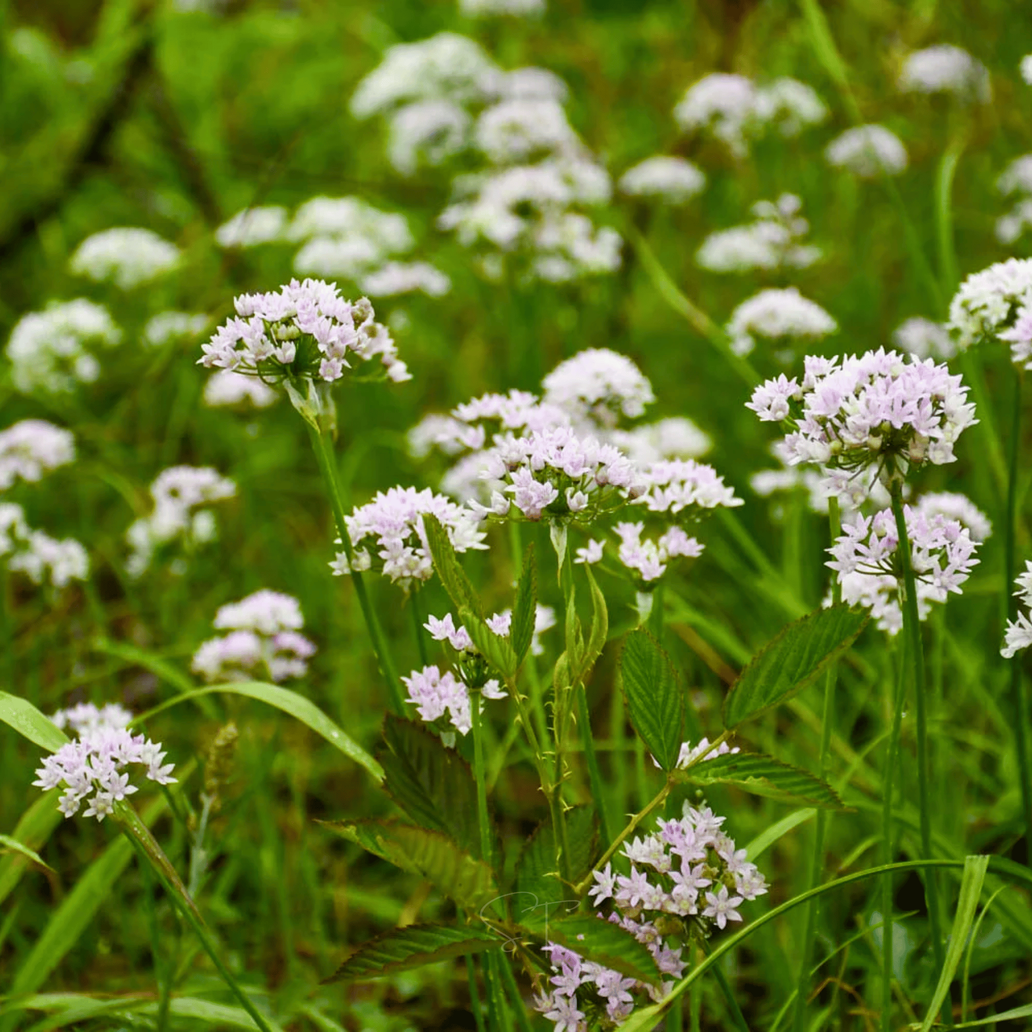Wild Garlic – 25 Seeds | Seeds | Wiccan Center
