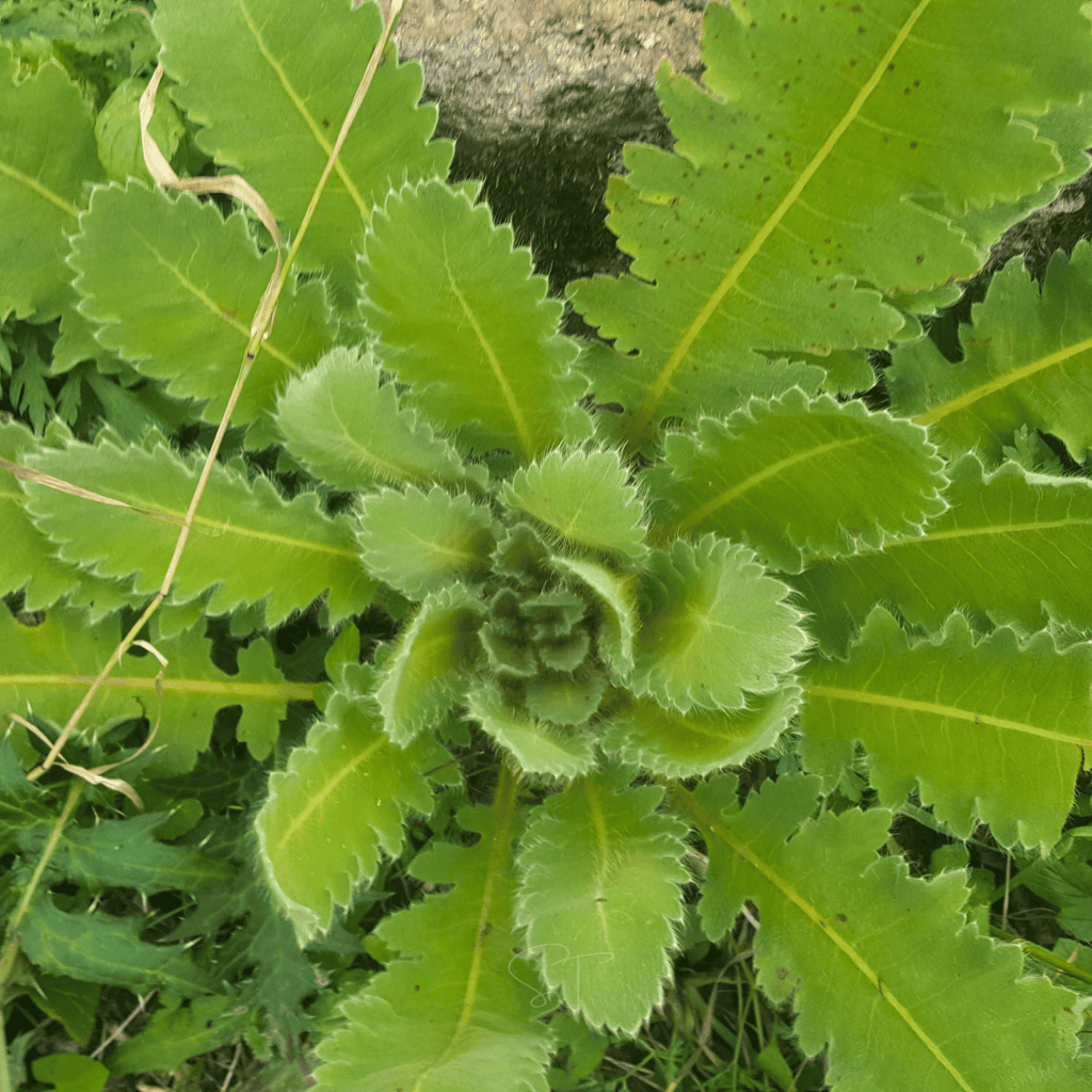 Wild Lettuce – 20 Seeds | Seeds | Wiccan Center