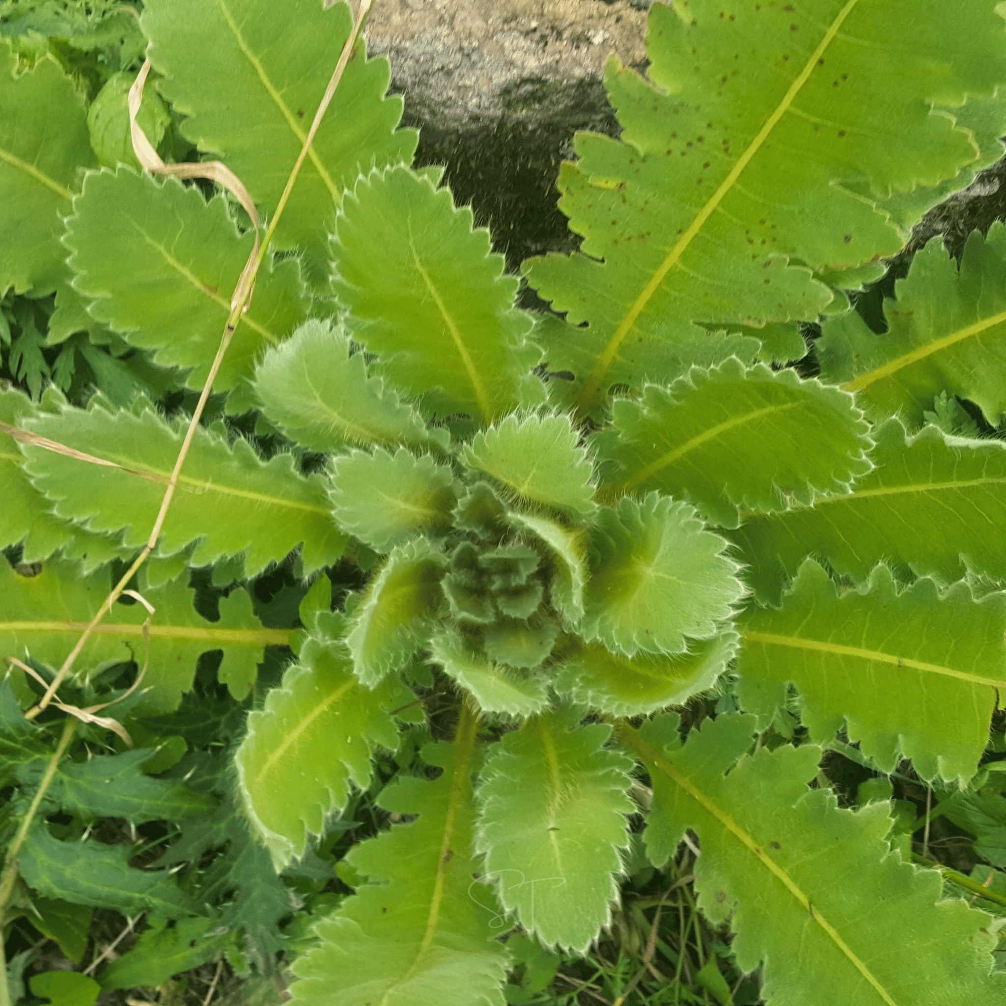 Wild Lettuce – 20 Seeds | Seeds | Wiccan Center