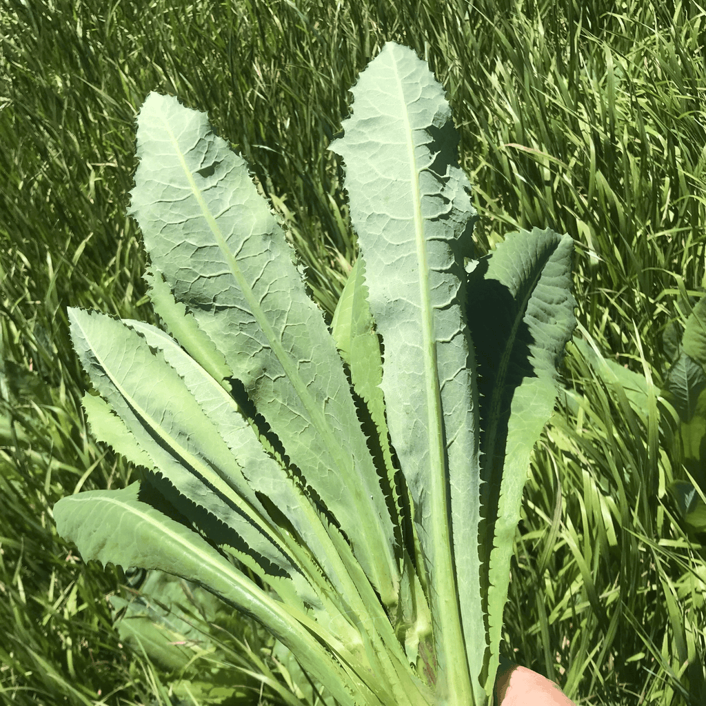 Wild Lettuce – 20 Seeds | Seeds | Wiccan Center