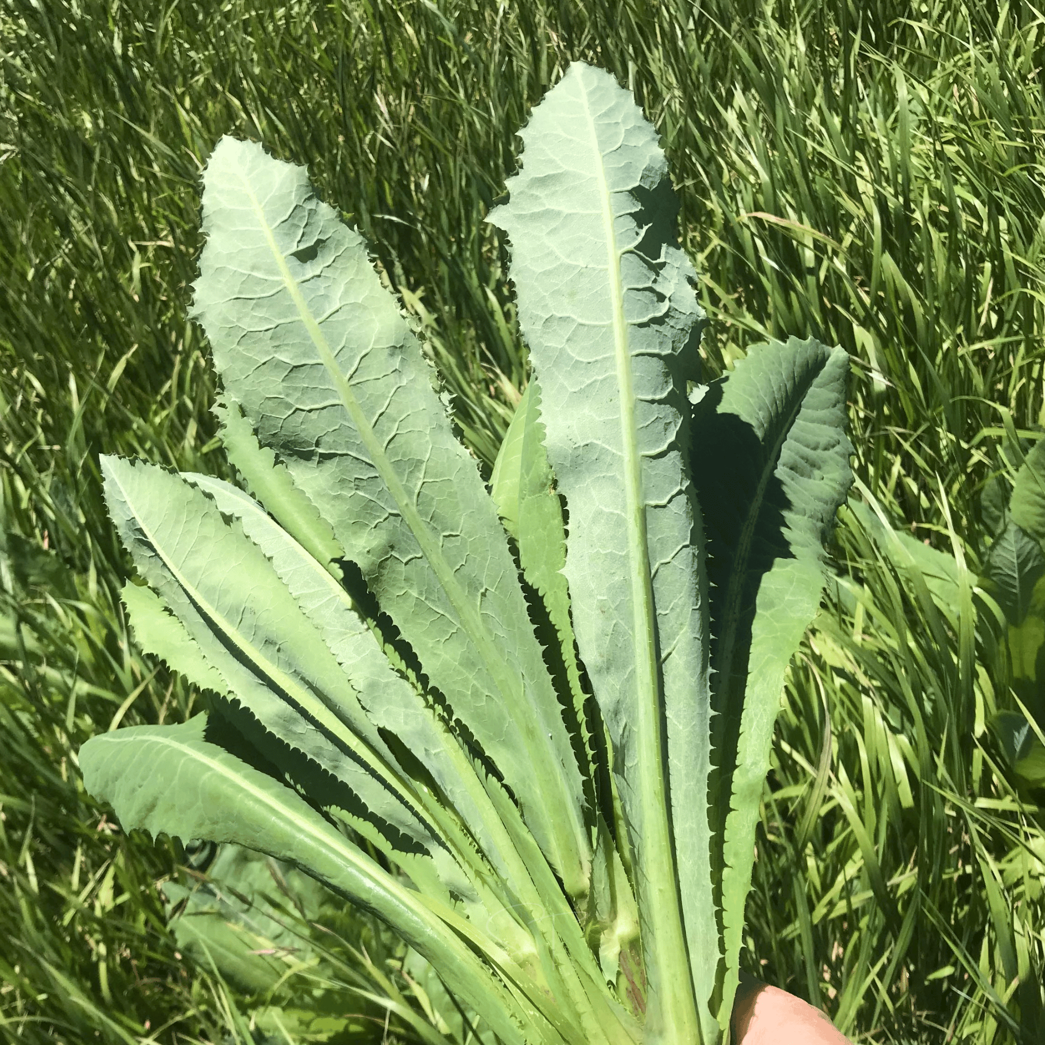 Wild Lettuce – 20 Seeds | Seeds | Wiccan Center