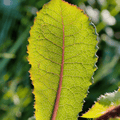 Wild Lettuce – 20 Seeds | Seeds | Wiccan Center