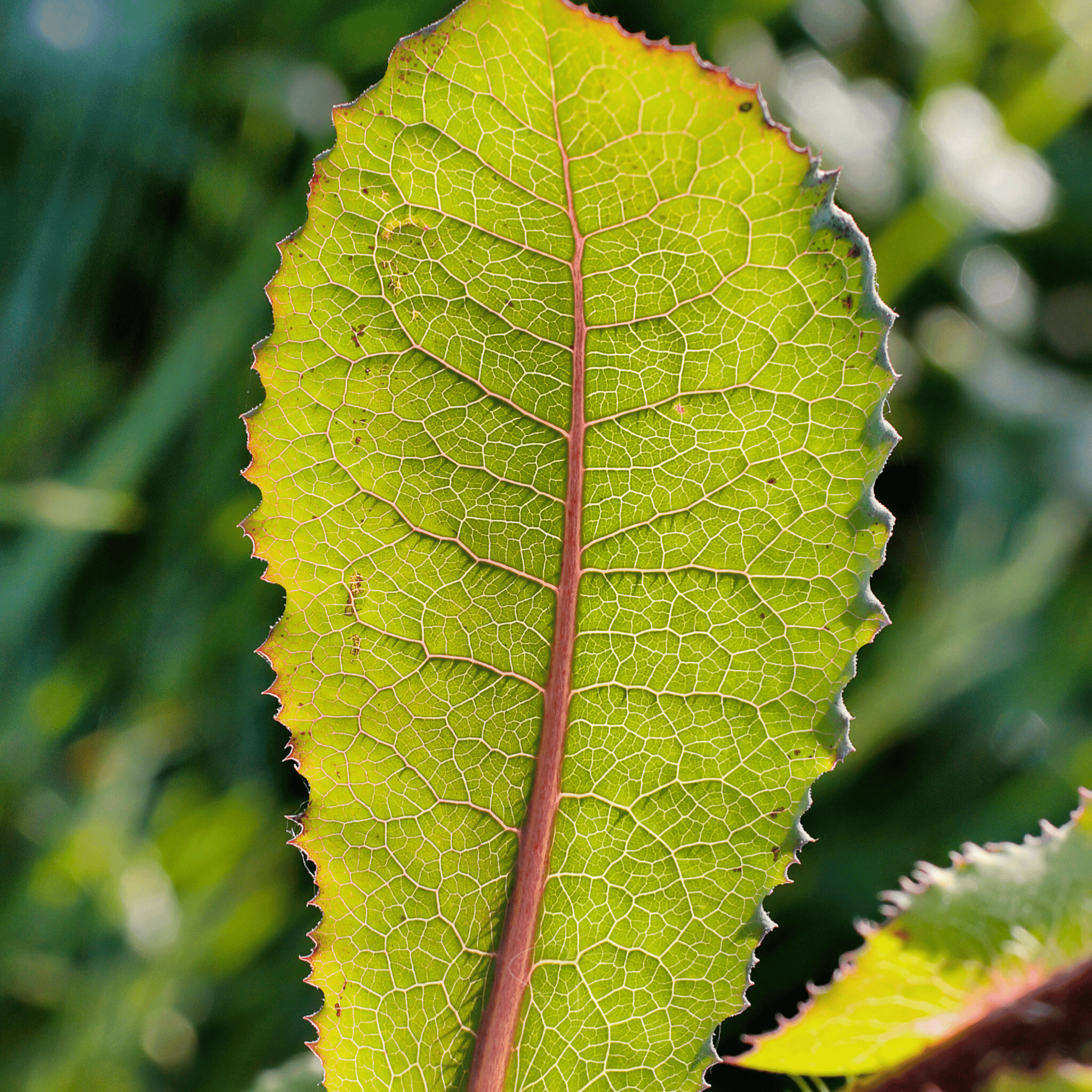 Wild Lettuce – 20 Seeds | Seeds | Wiccan Center