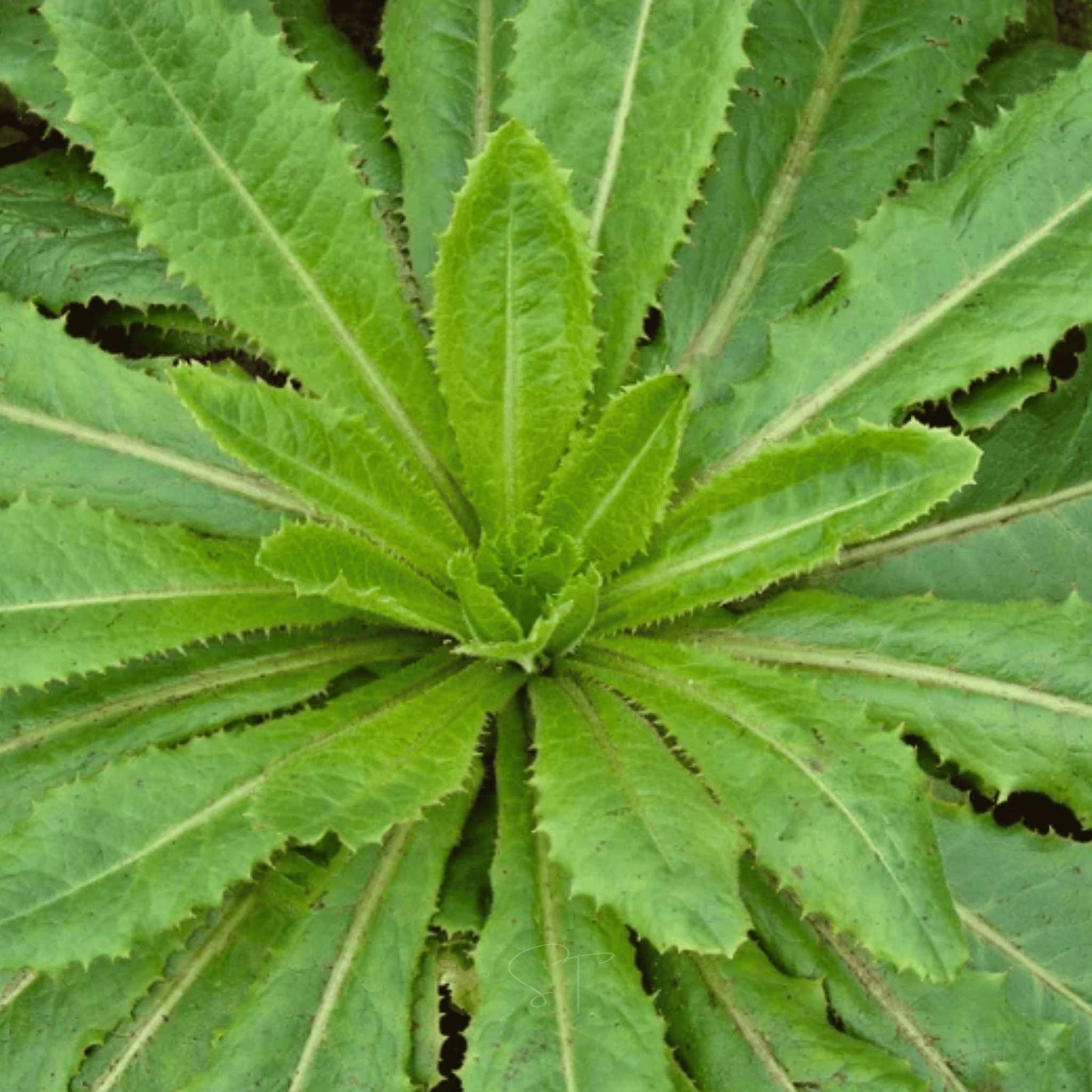Wild Lettuce – 20 Seeds | Seeds | Wiccan Center