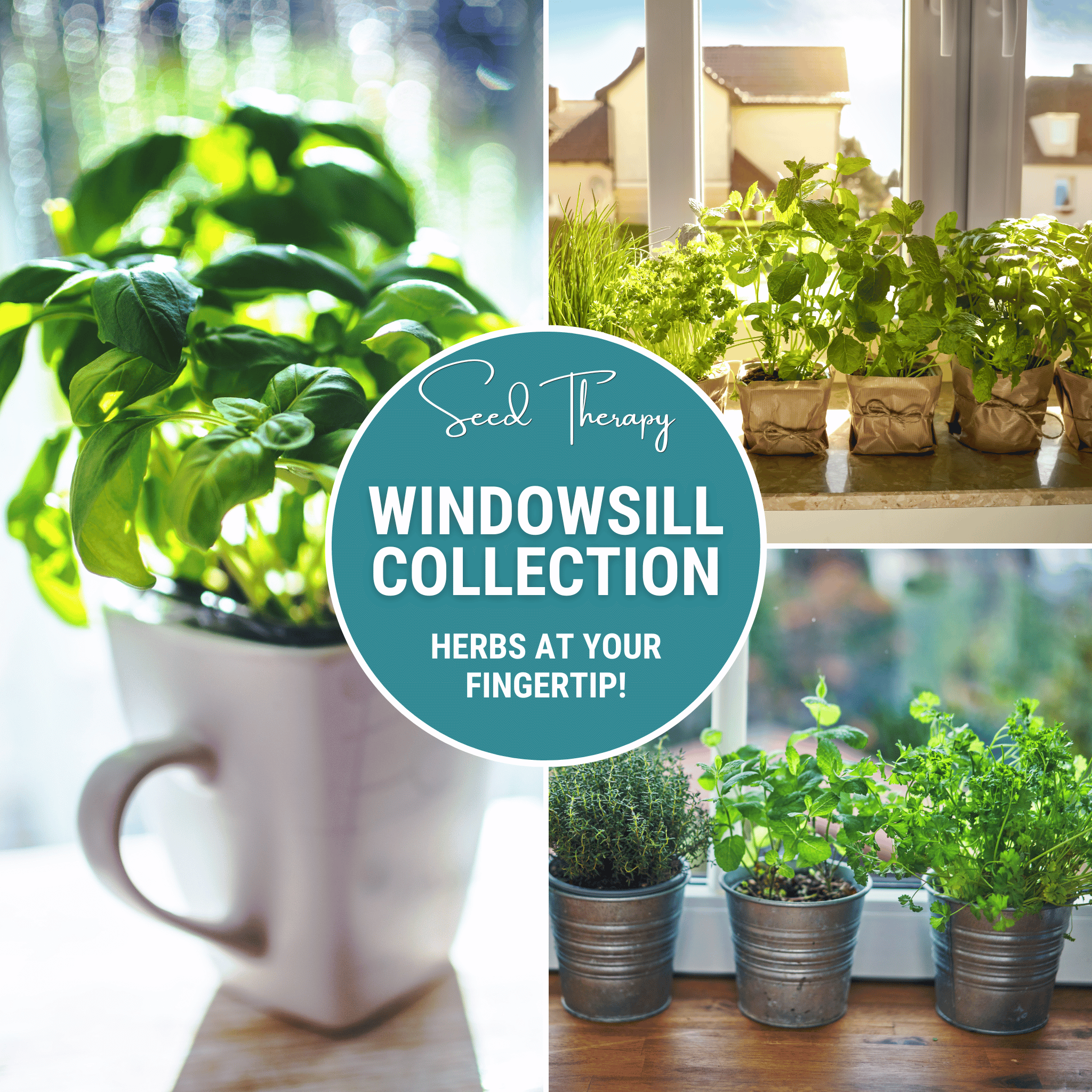 Windowsill Herb Seed Collection – 6 Culinary Herbs | Seeds | Wiccan Center
