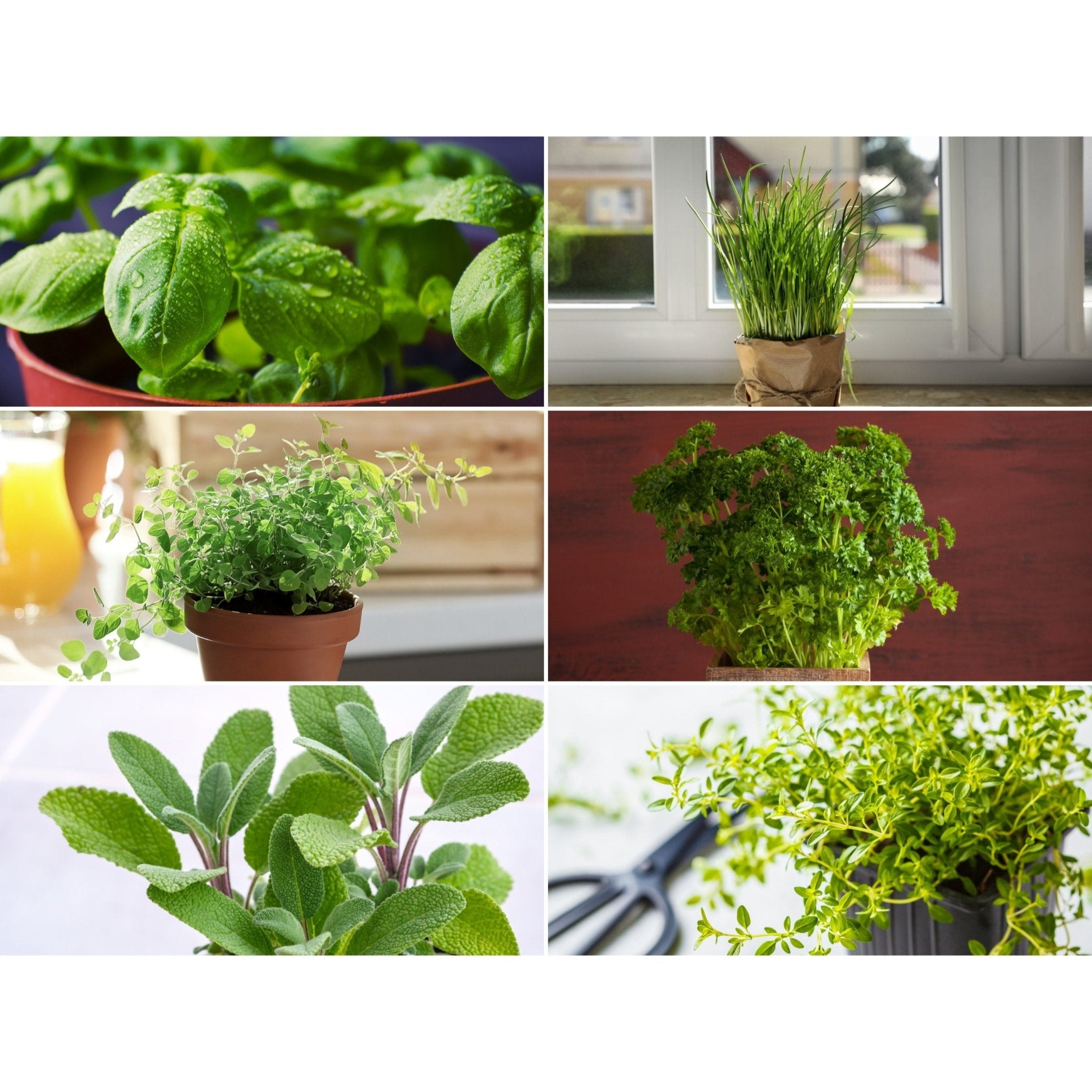 Windowsill Herb Seed Collection – 6 Culinary Herbs | Seeds | Wiccan Center