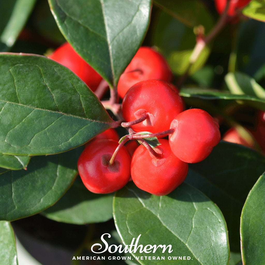 Wintergreen (Teaberry) – 20 Seeds | Seeds | Wiccan Center