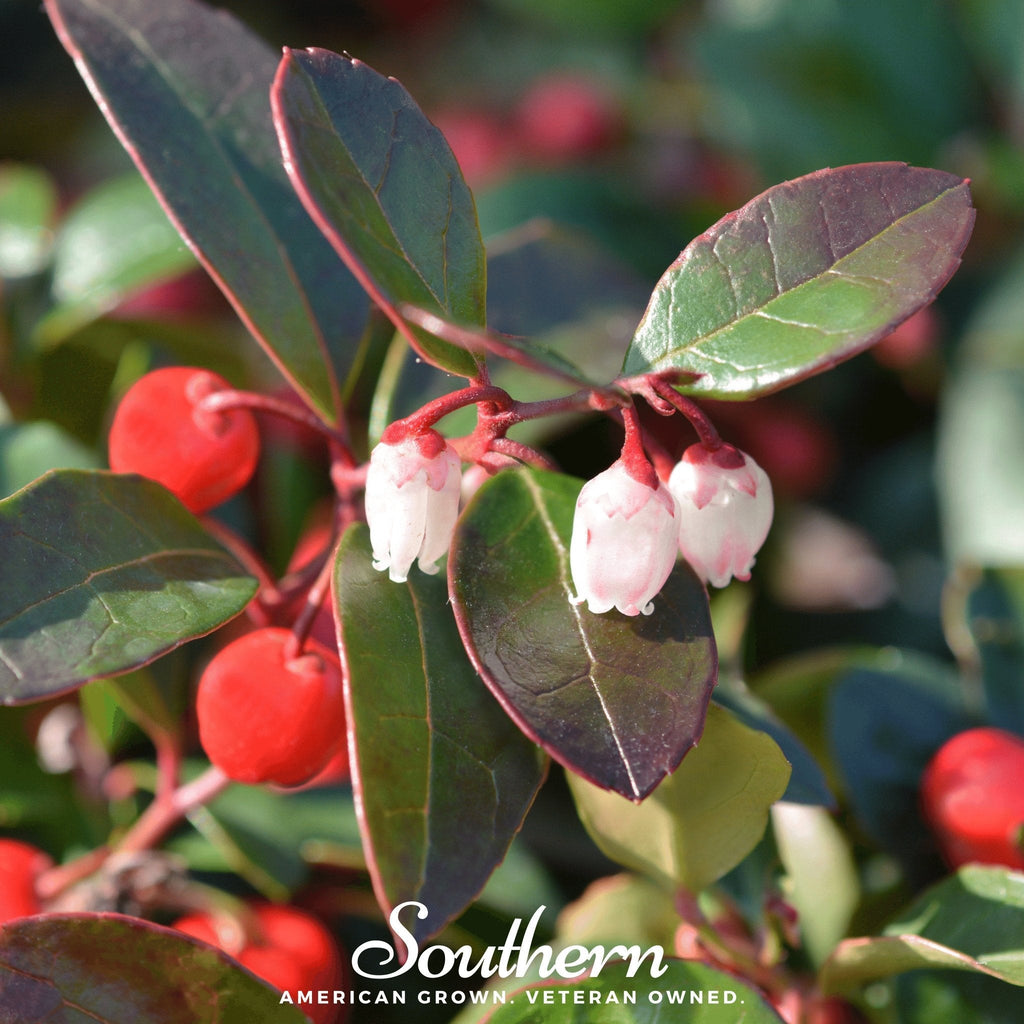 Wintergreen (Teaberry) – 20 Seeds | Seeds | Wiccan Center