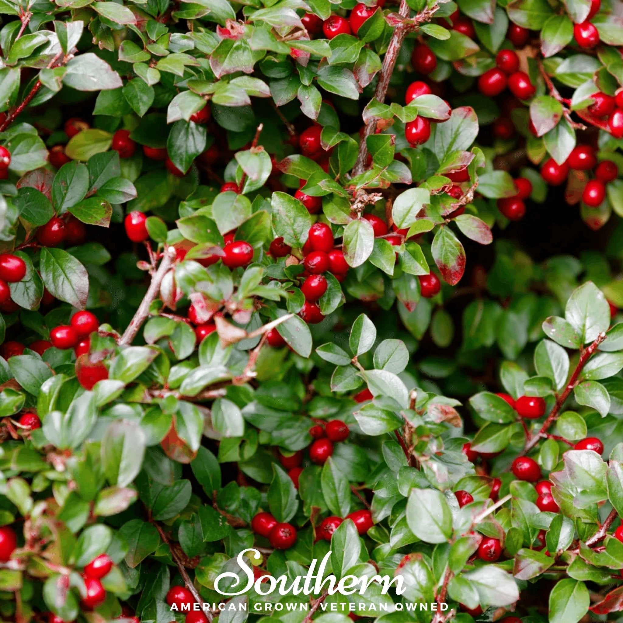 Wintergreen (Teaberry) – 20 Seeds | Seeds | Wiccan Center